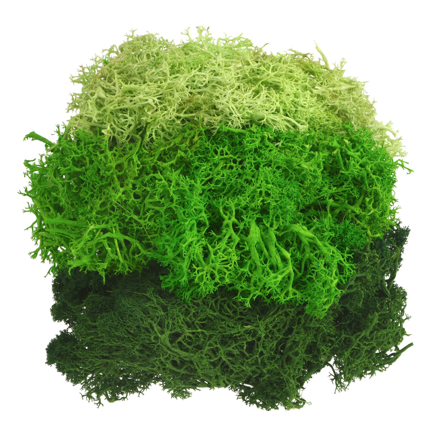 Mixed Reindeer Moss by Ashland®
