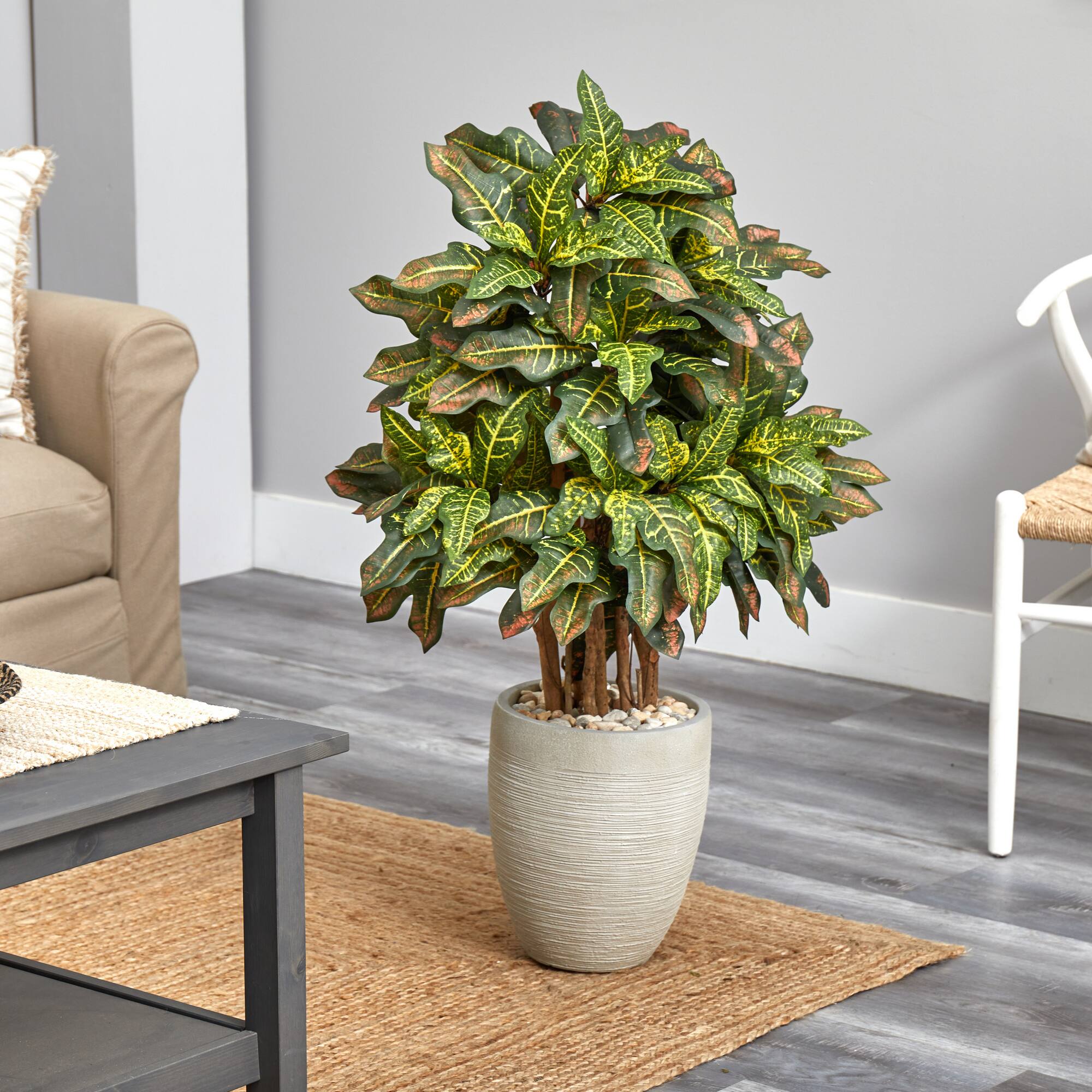 3.5ft. Croton in Sand Planter