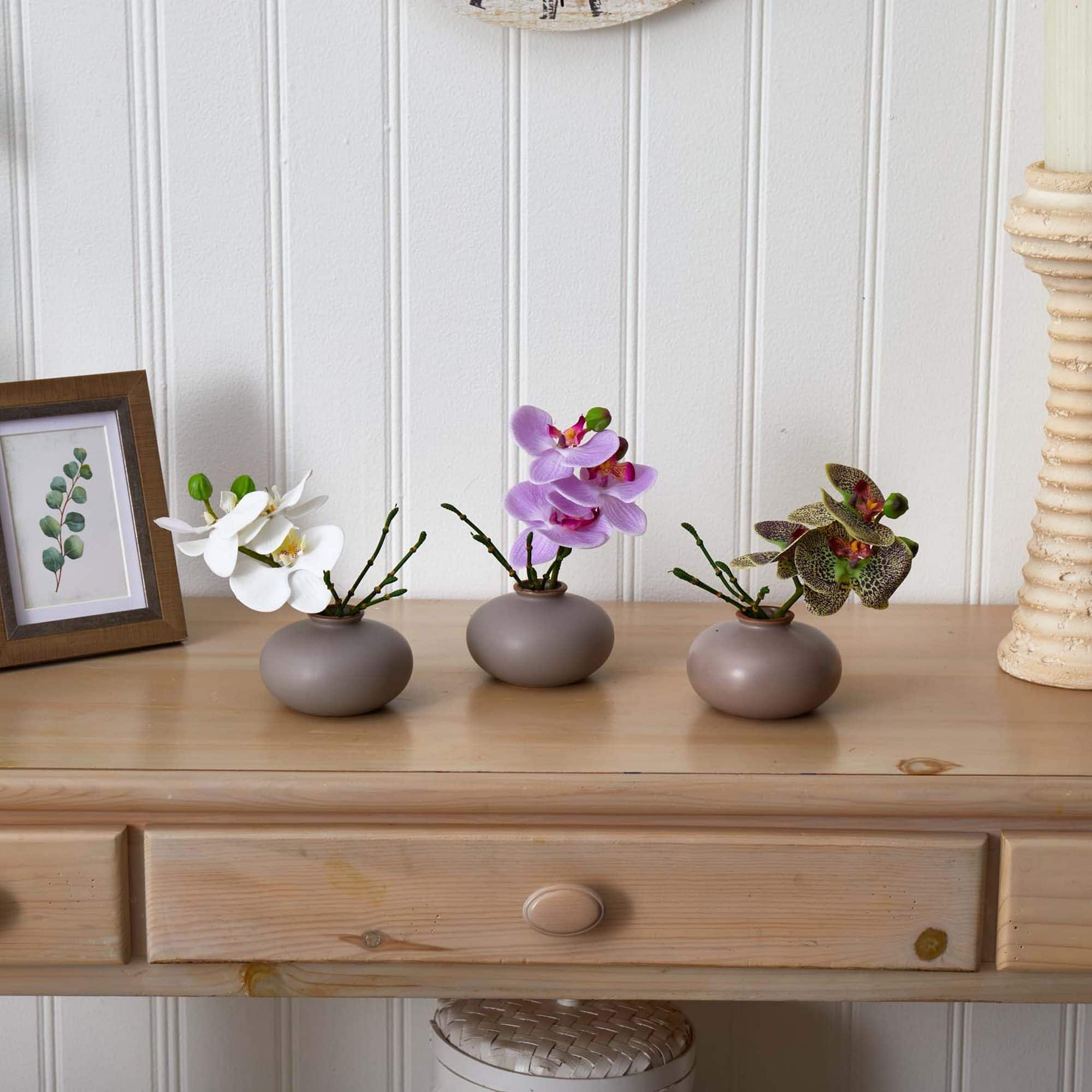 7" Assorted Moth Orchid Arrangement, 3ct.