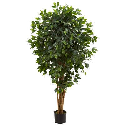 5.5ft. Potted Ficus Tree | Michaels