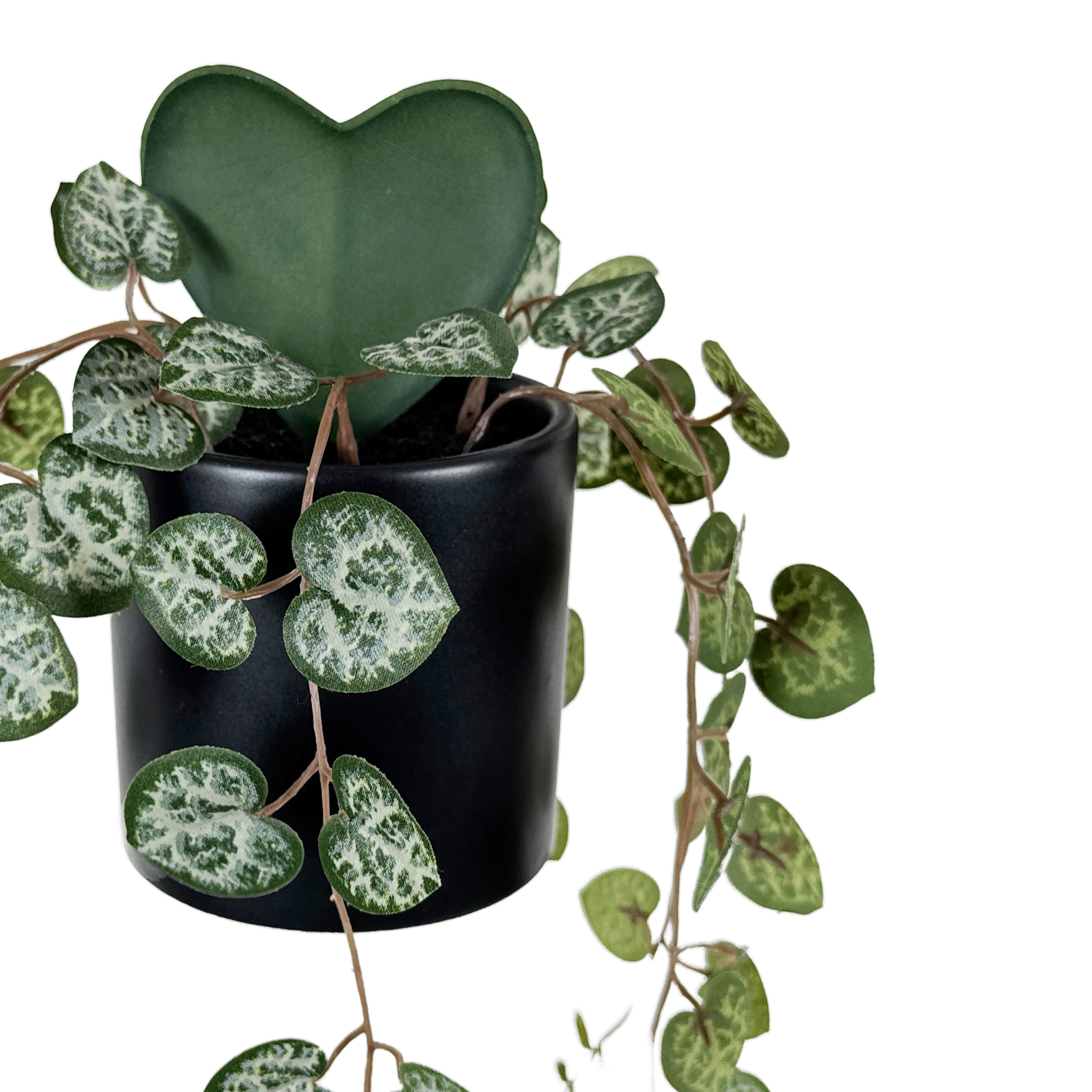 Plante hoya &#xE0; feuilles en forme de c&#x153;ur dans un pot noir de 22,9 cm d&#x2019;Ashland               
