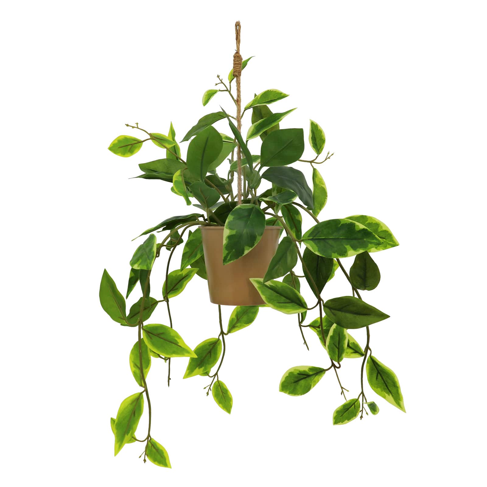 22&#x22; Green &#x26; White Potted Hanging Hoya by Ashland&#xAE;