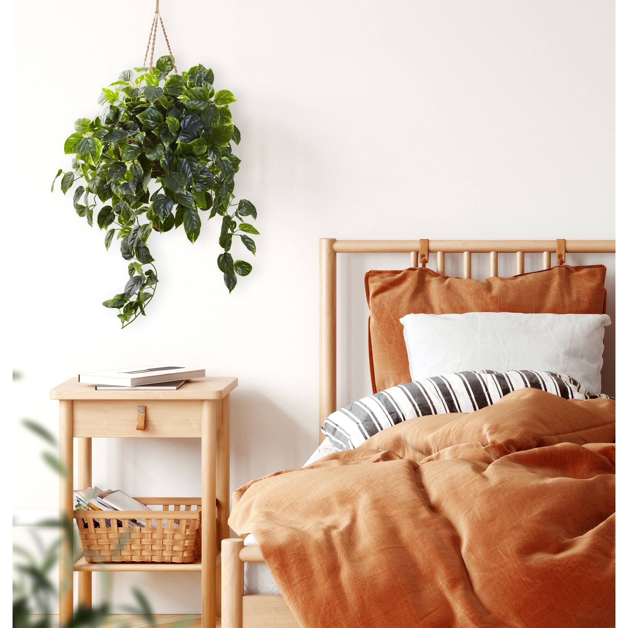 3ft. Pothos Hanging Basket