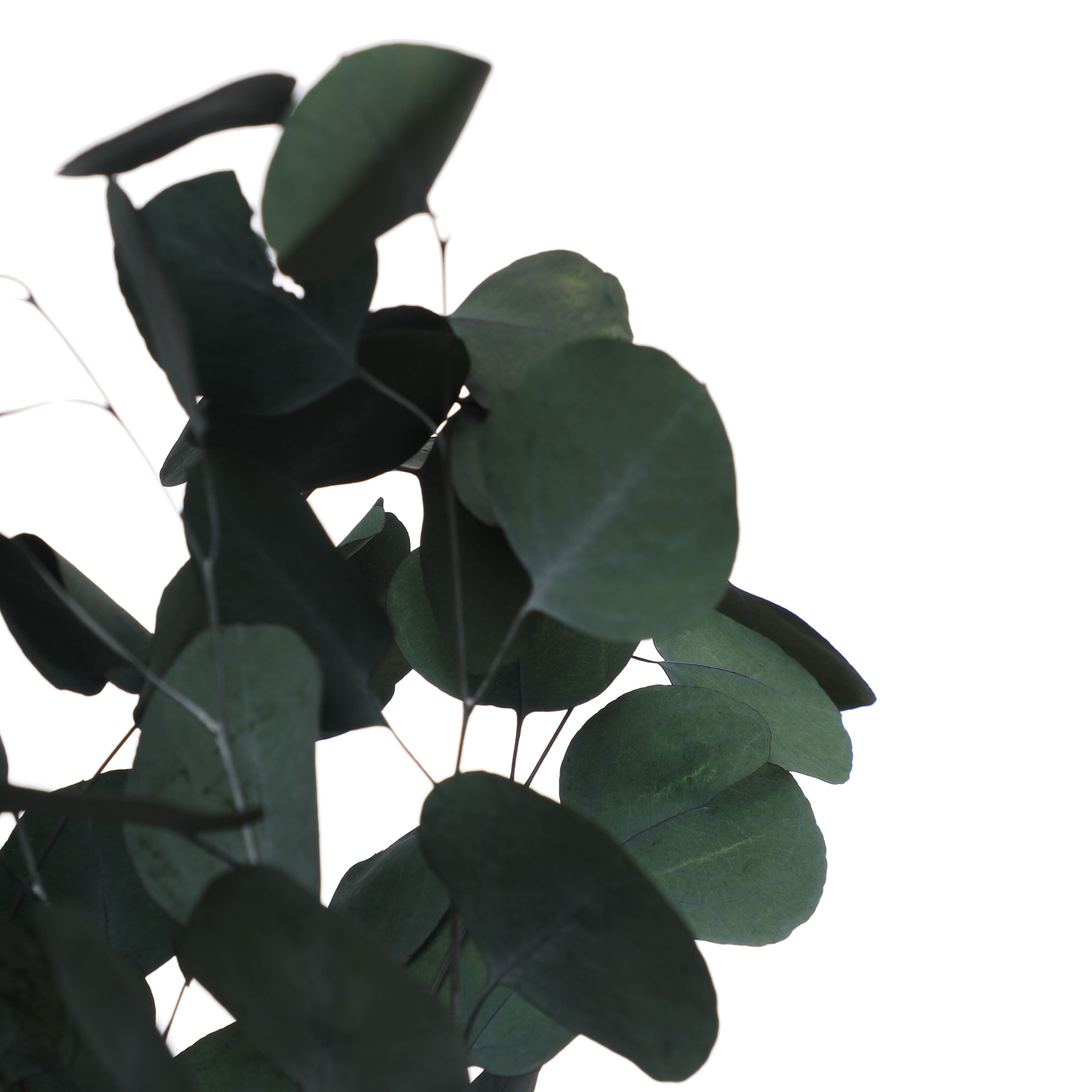 24&#x22; Dark Green Silver Dollar Eucalyptus by Ashland&#xAE;