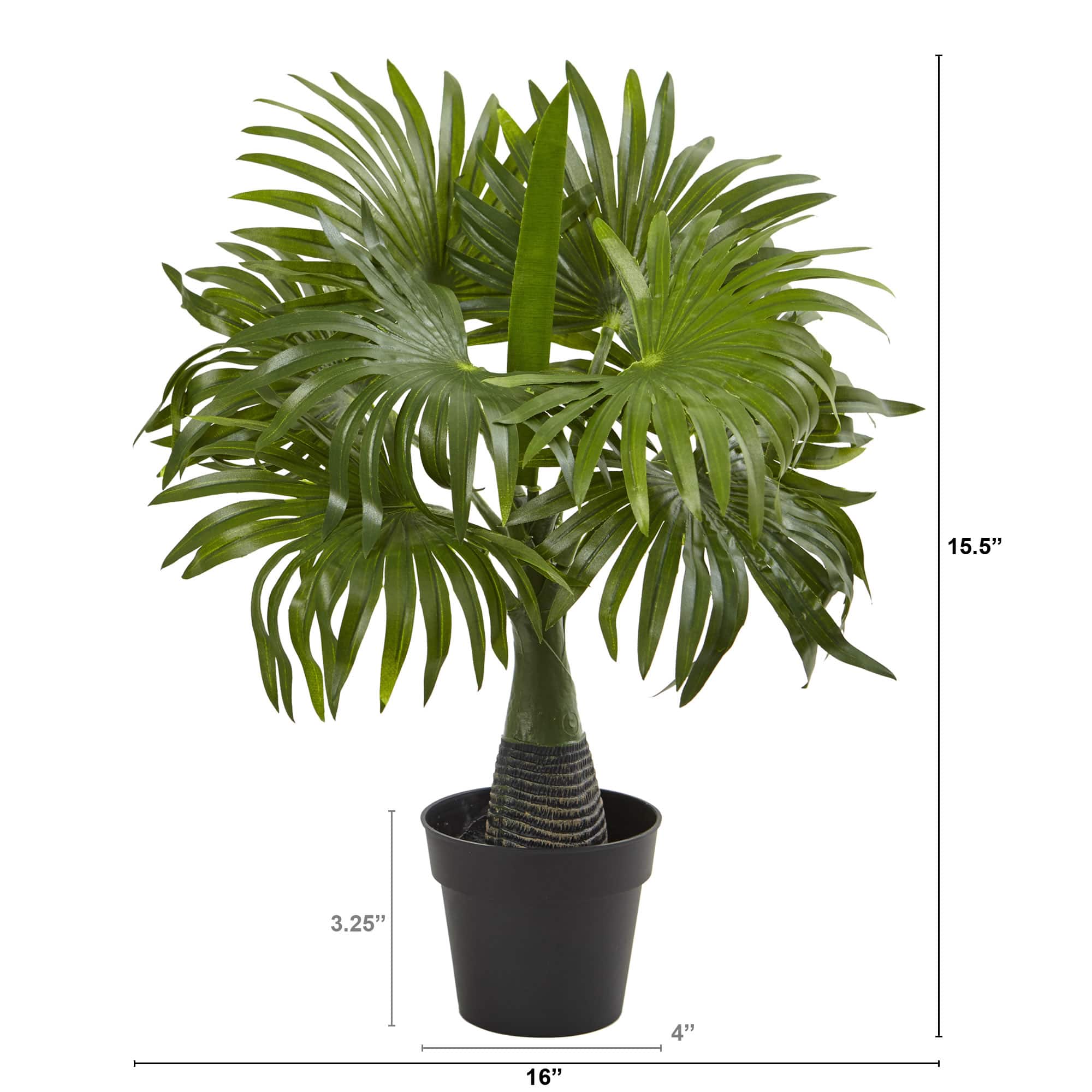 15.5&#x22; Potted Mini Fountain Palm Plant