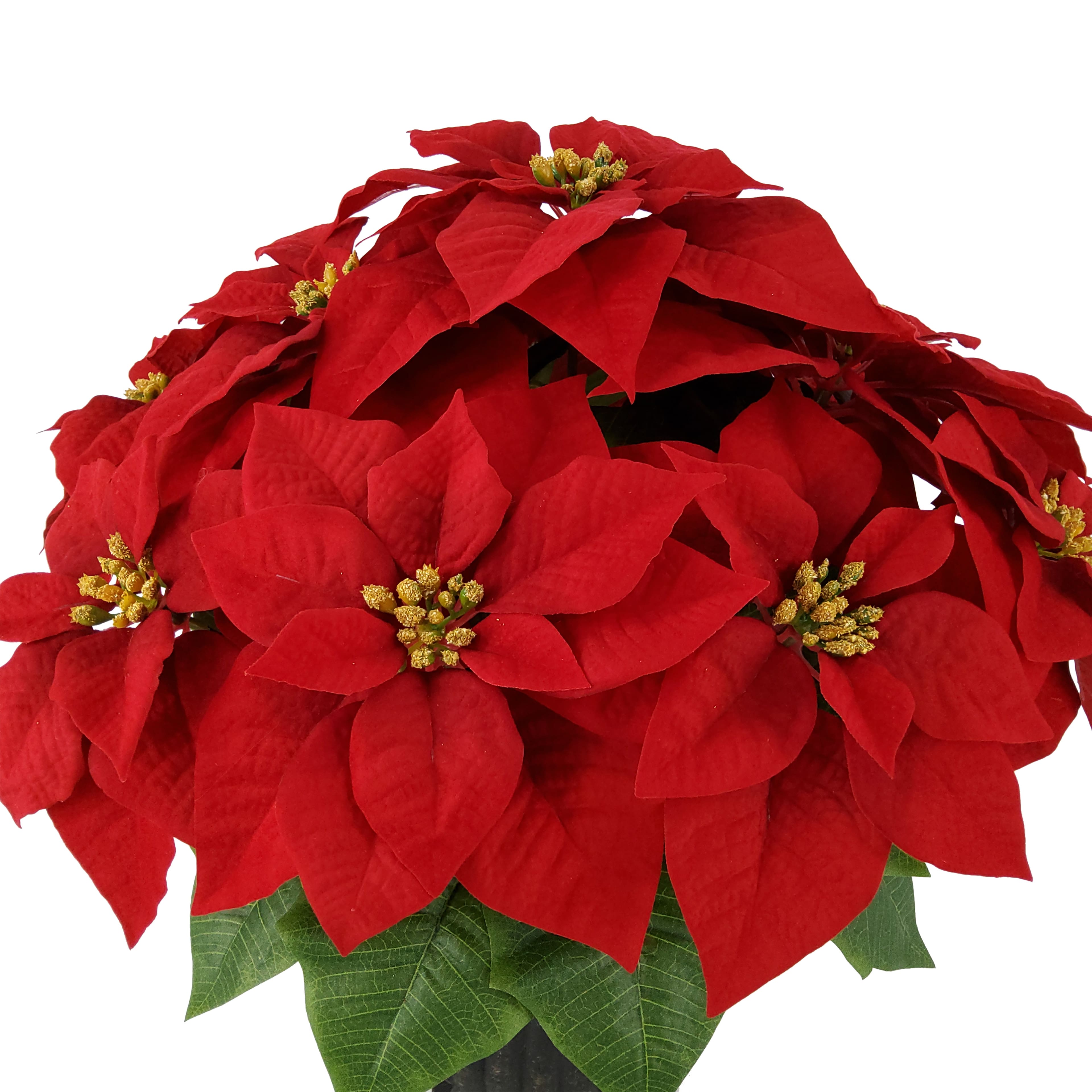 24&#x22; Bright Red Poinsettia in Black Urn by Ashland&#xAE;