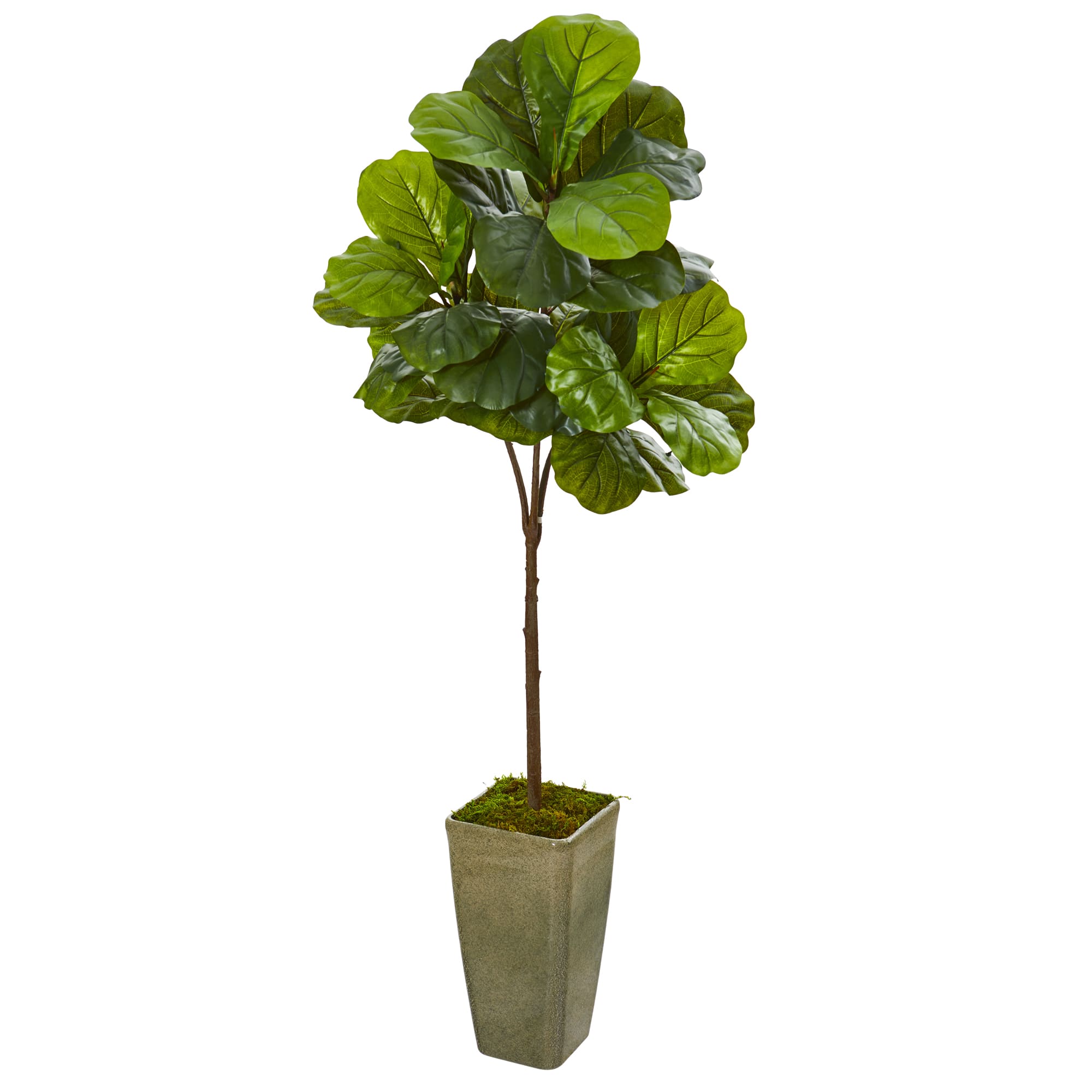 5.5ft. Fiddle Leaf Artificial Tree in Planter