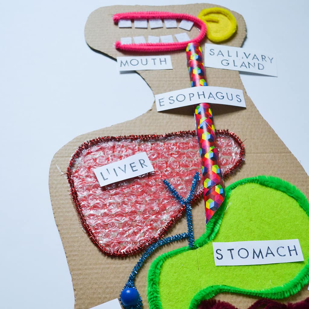 Modern kid crafts arts play Kid Made Modern® Steam Digestive System