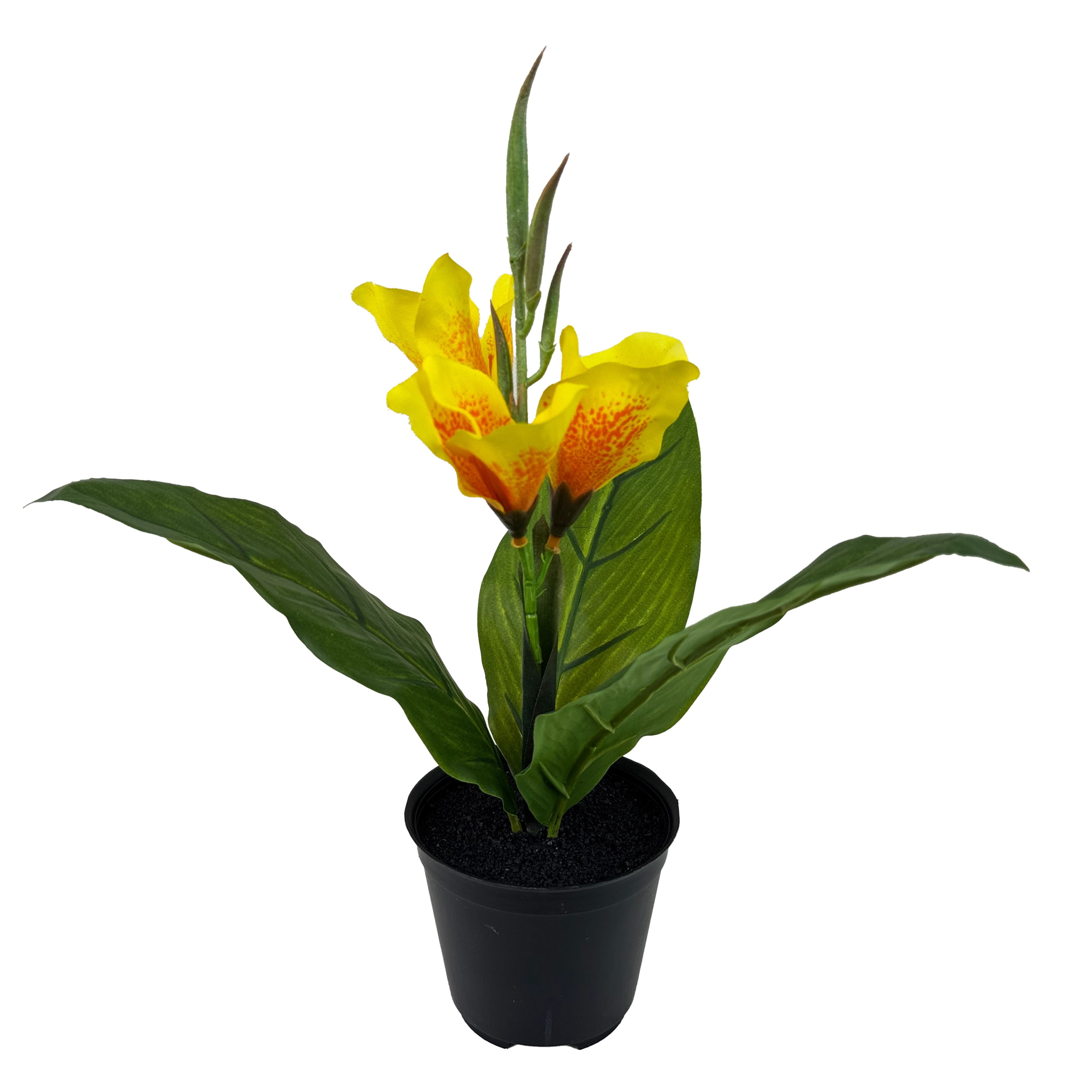 15.5&#x22; Potted Canna Lily Plant by Ashland&#xAE;
