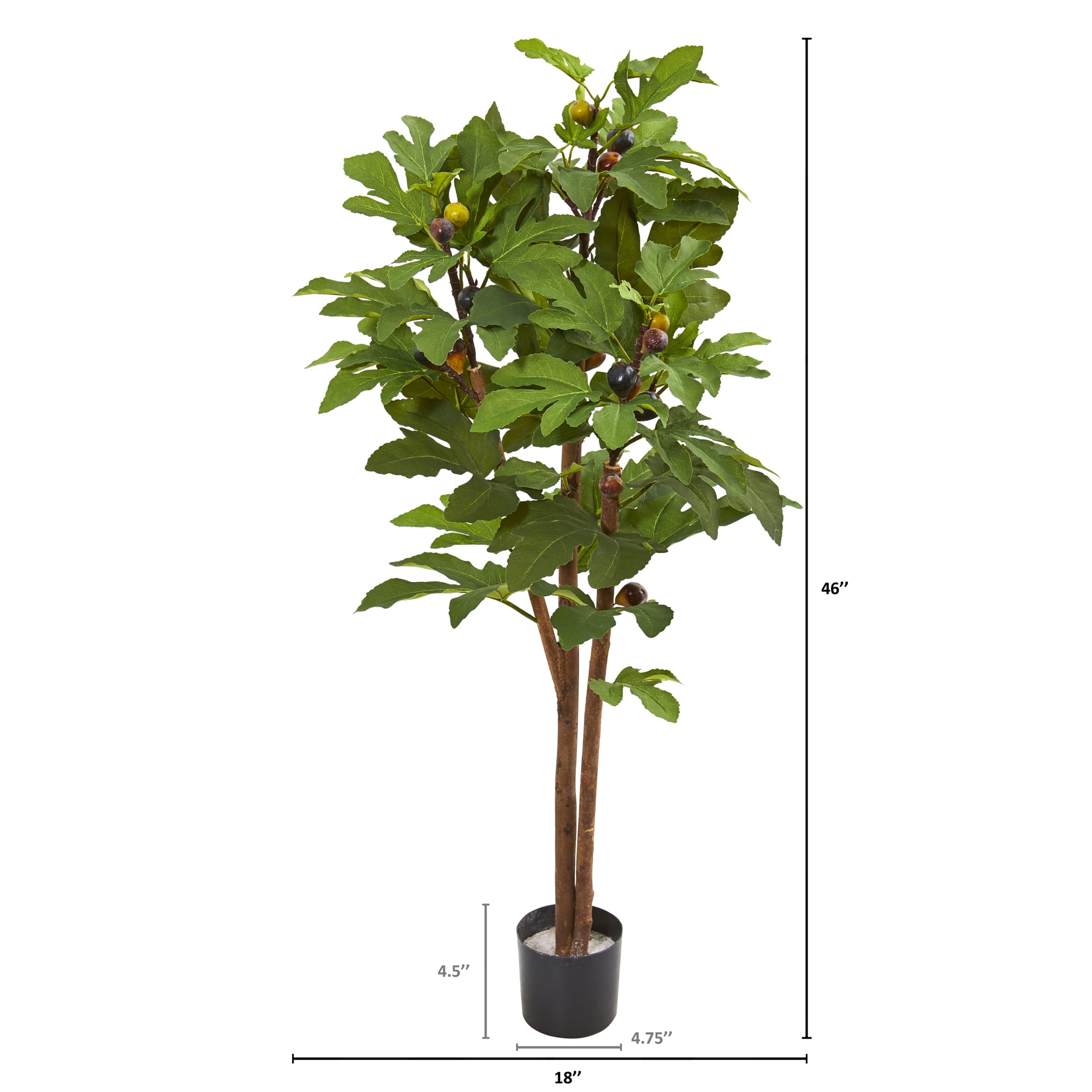 4ft. Potted Fig Tree