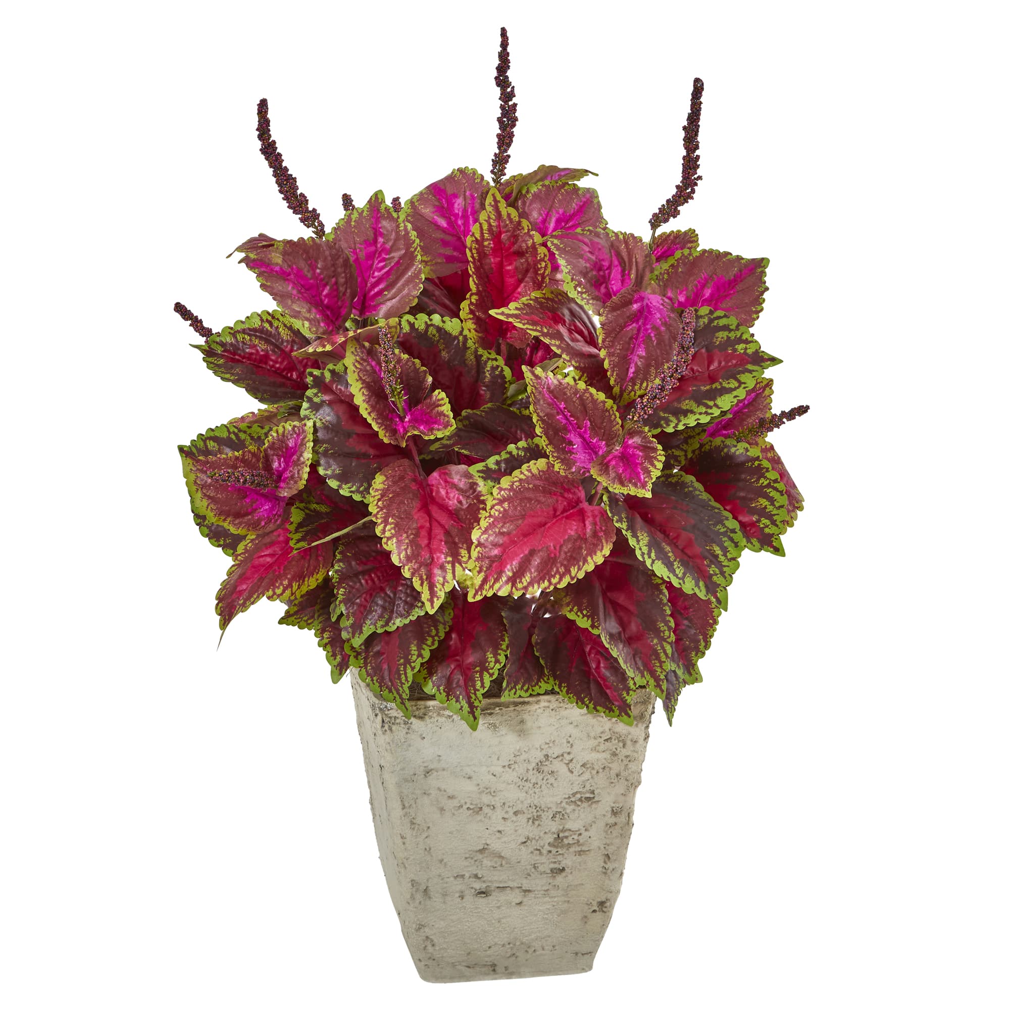 3ft. Coleus Plant in Country White Planter