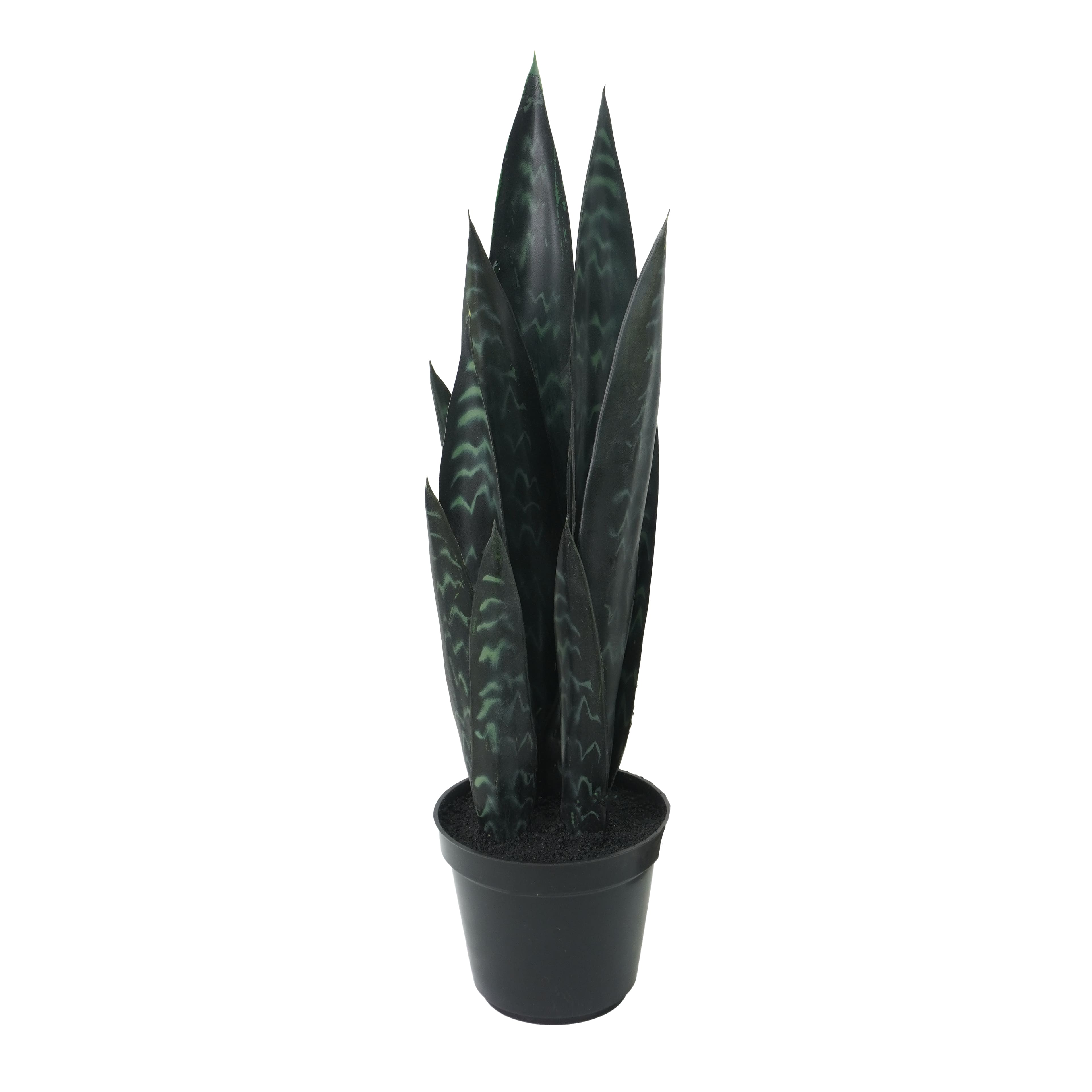 19" Potted Snake Plant by Ashland®