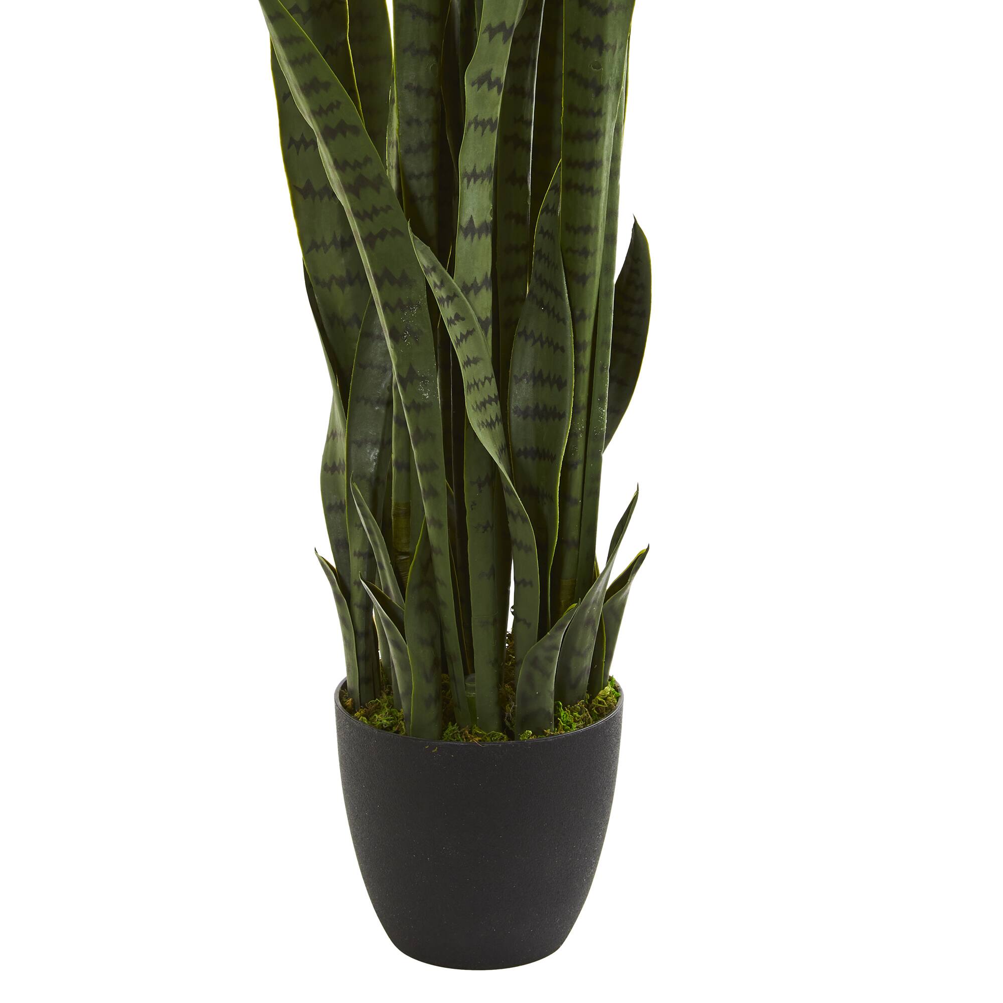 3.5ft. Potted Snake Plant