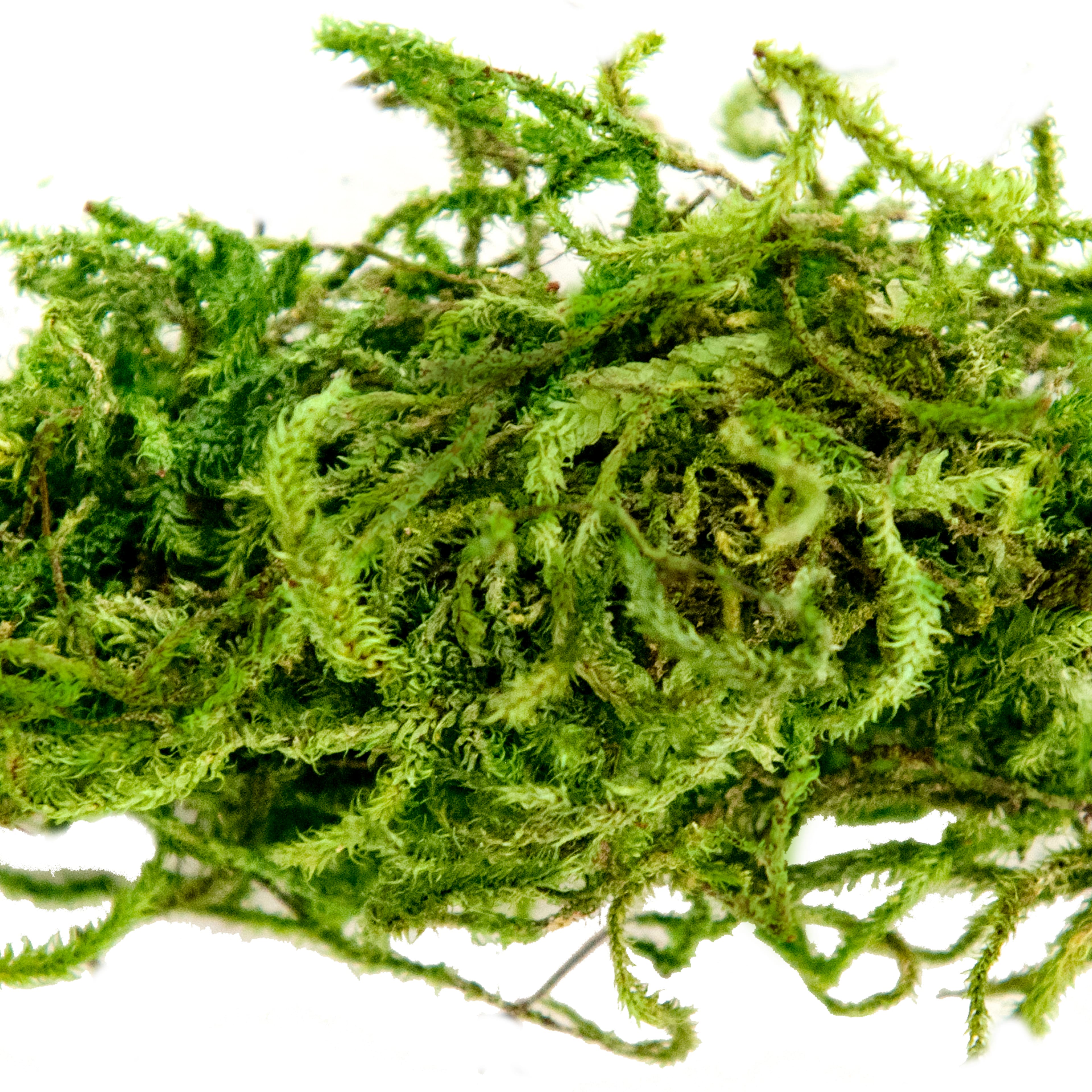 Preserved Forest Moss by Ashland®