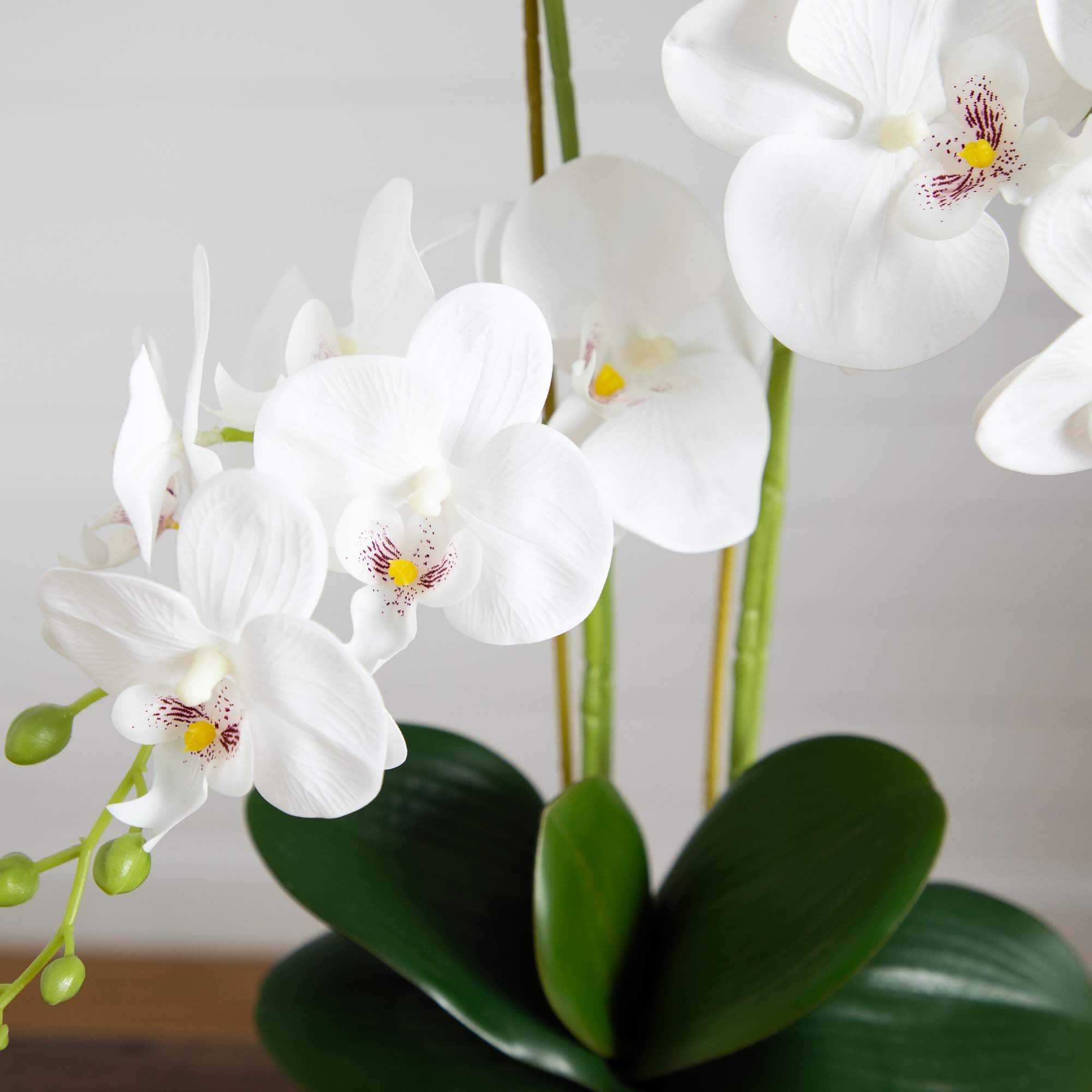 2ft. Orchid Arrangement in Decorative Ceramic Vase