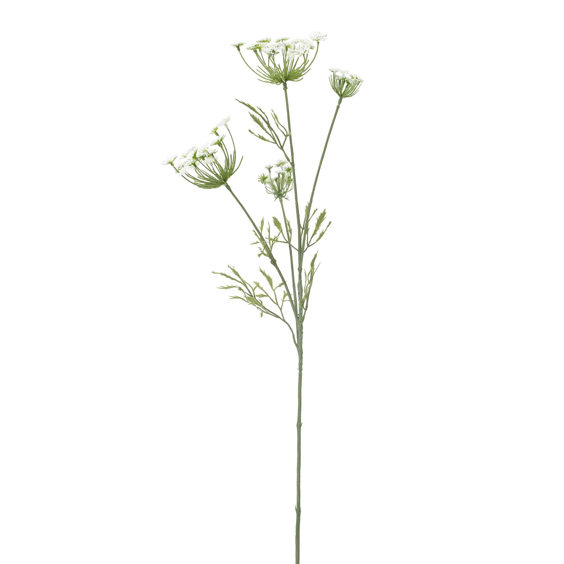 Download Find The Cream Queen Anne Lace Stem By Ashland At Michaels