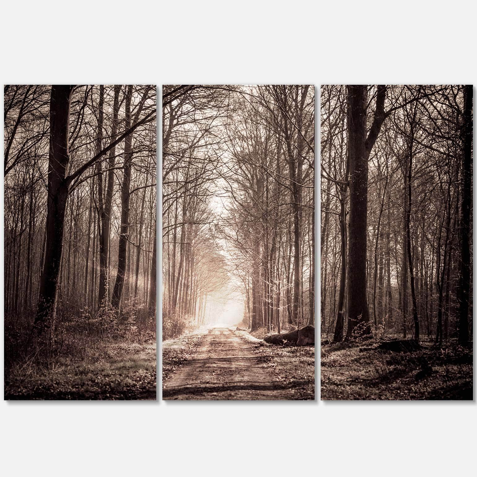 Designart Big Trees in Dark Foggy Forest - Landscape Photography