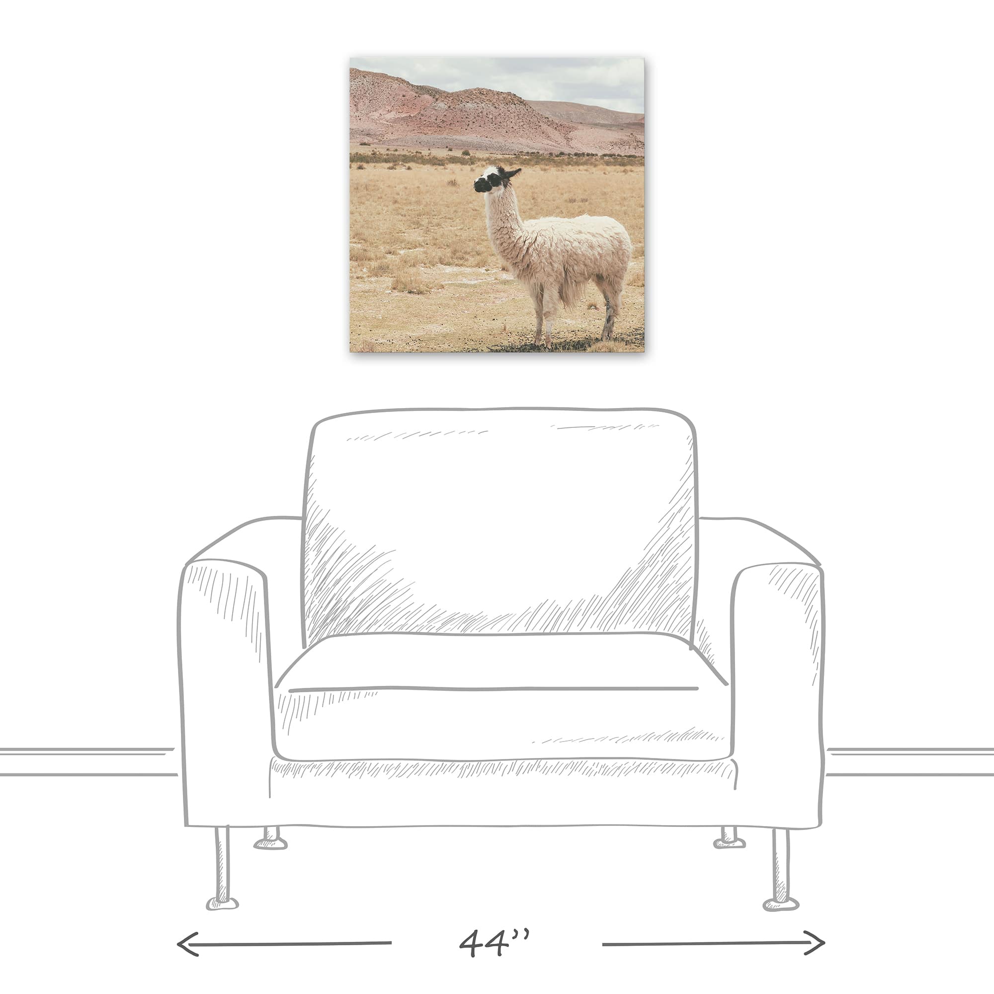 Llama In Field 20" x 20" Canvas Wall Art
