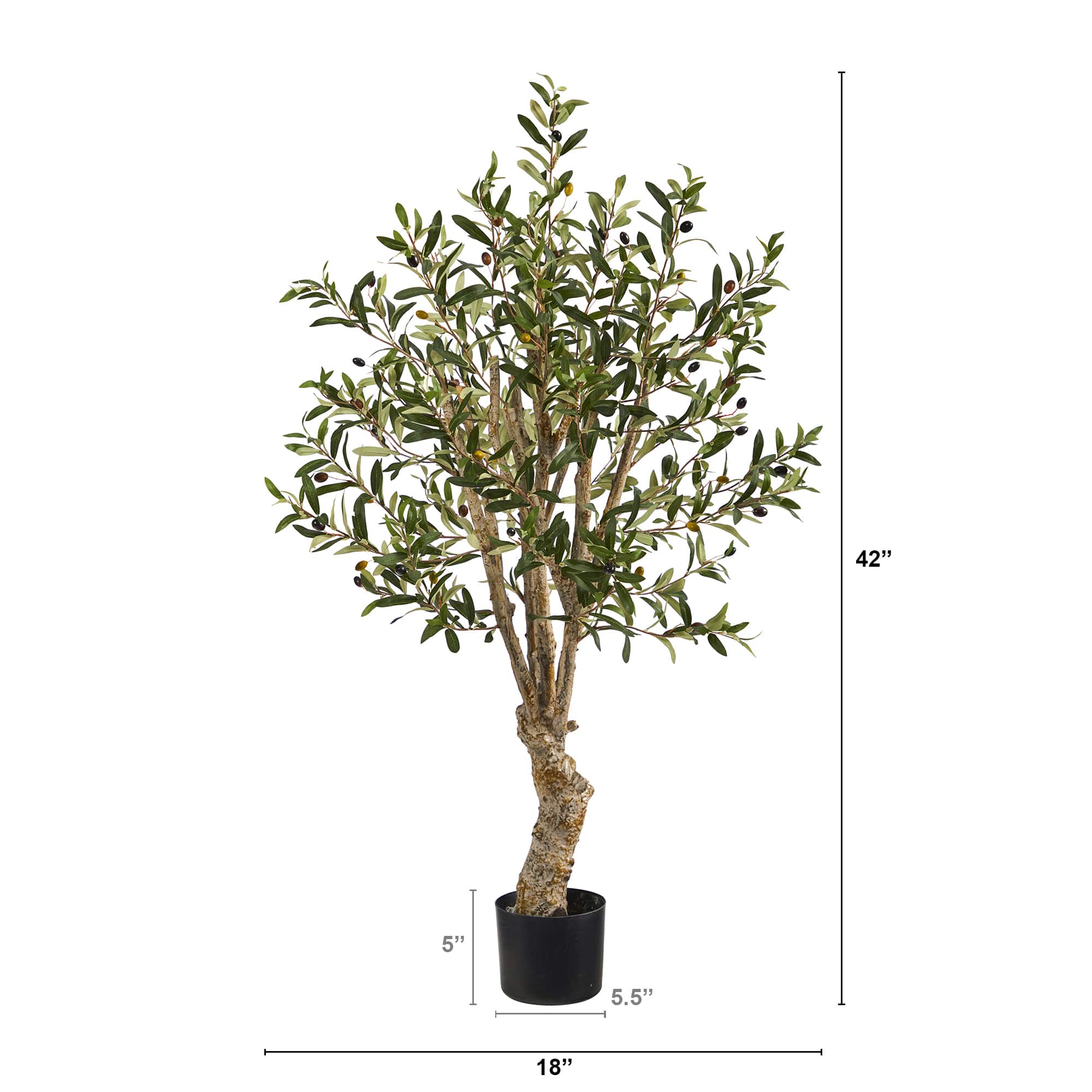 3.5ft. Potted Olive Tree