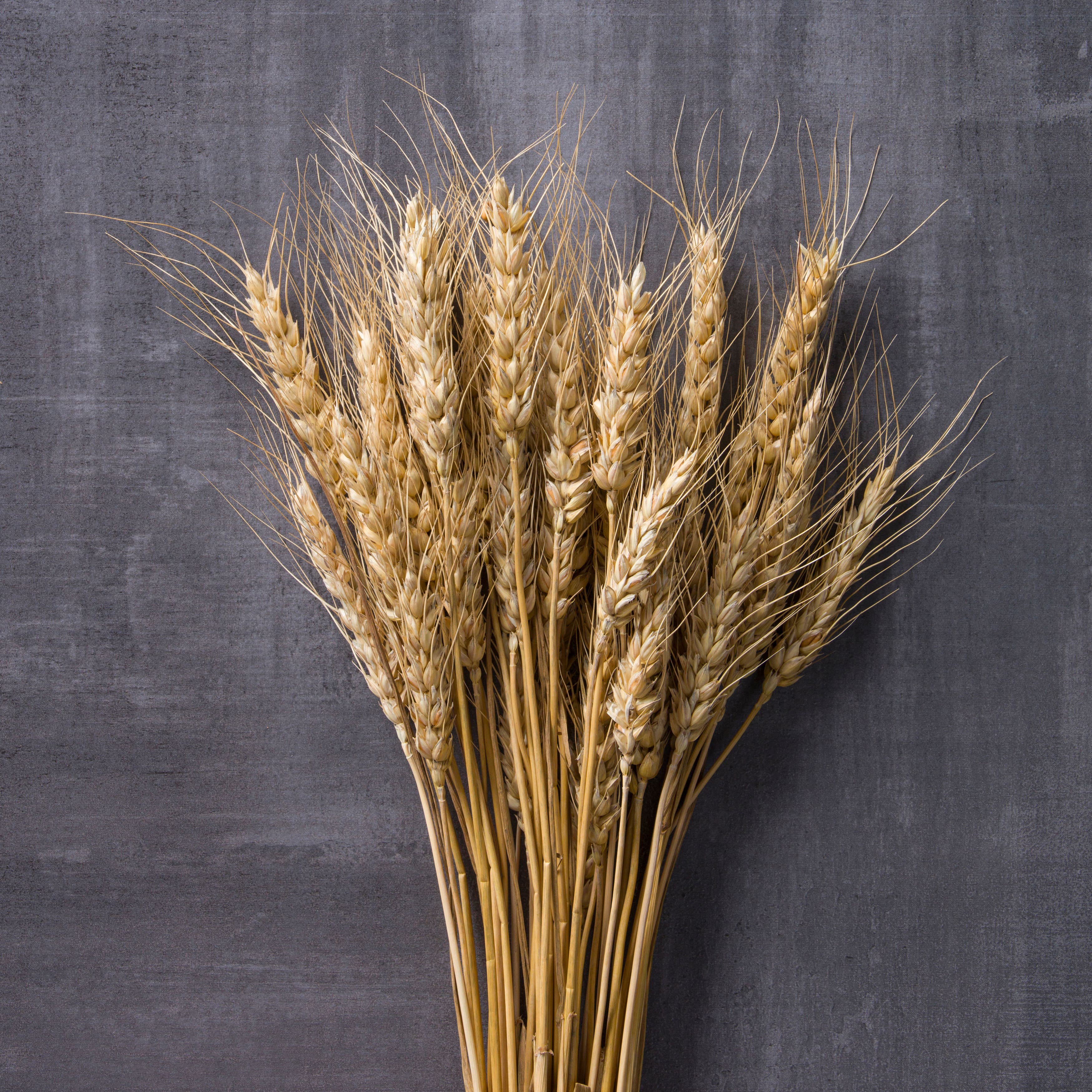 Ashland® Natural Wheat Bunch