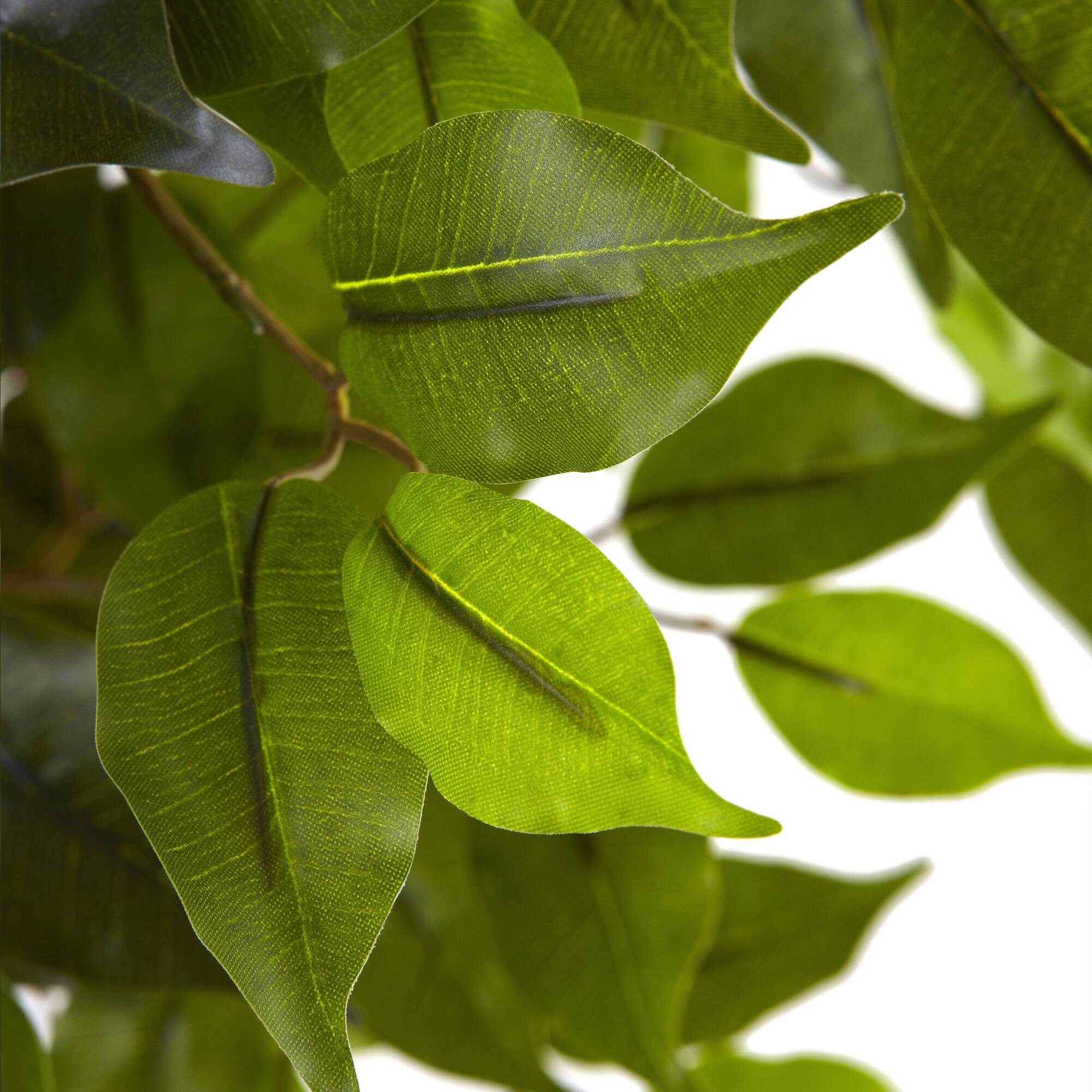 5.5ft. Potted UV Resistant Ficus Tree