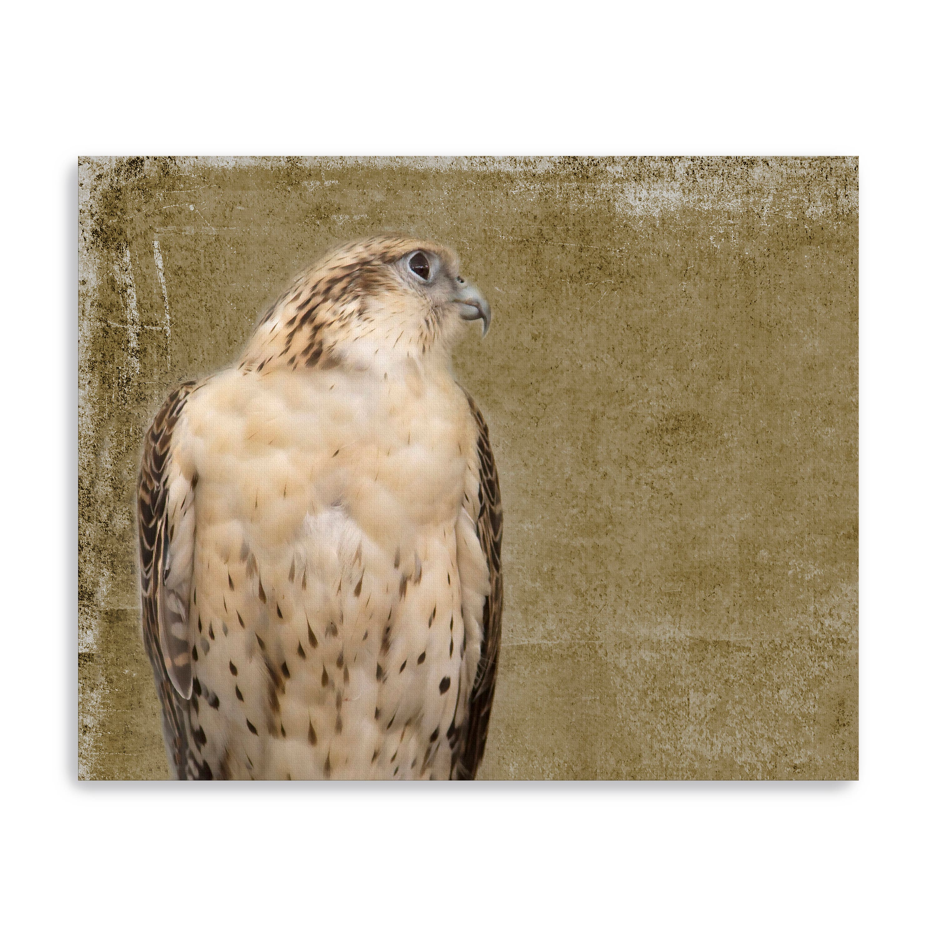 Falcon I Canvas Giclee