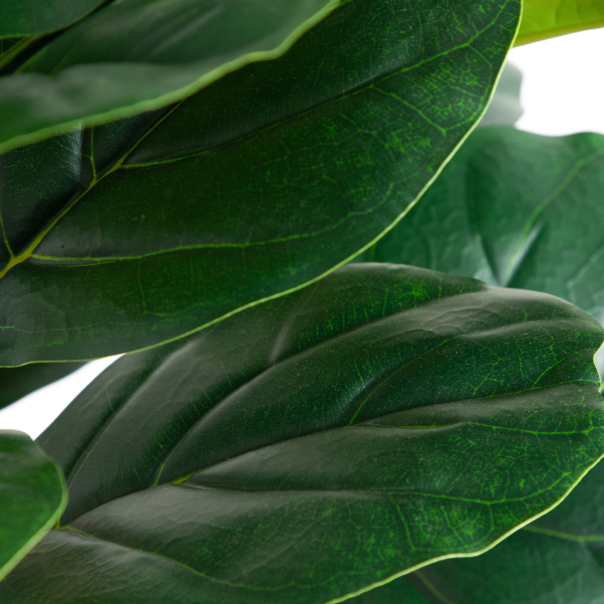 6ft. Fiddle Leaf Tree in Decorative White Planter