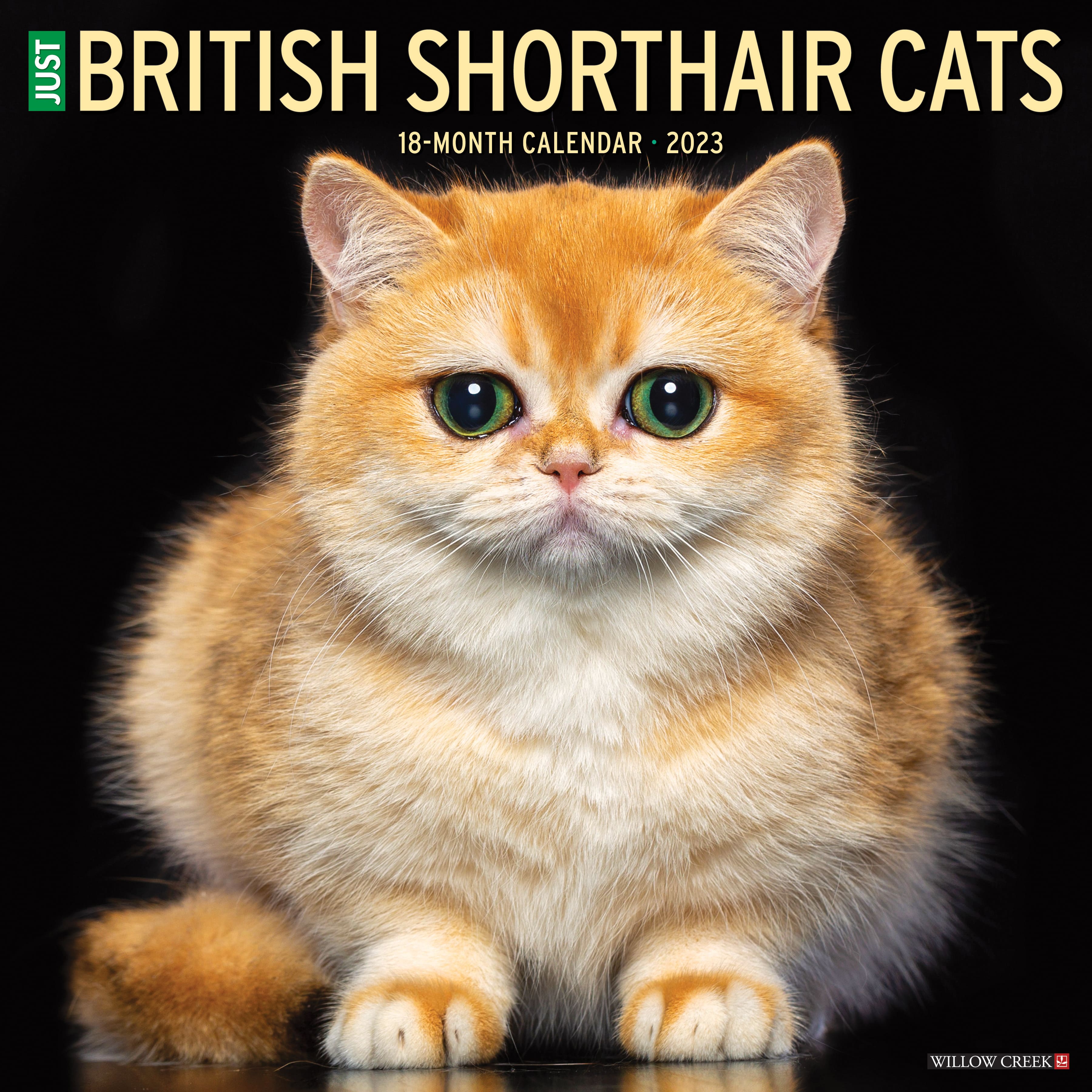 2023 British Shorthair Cats Wall Calendar Michaels