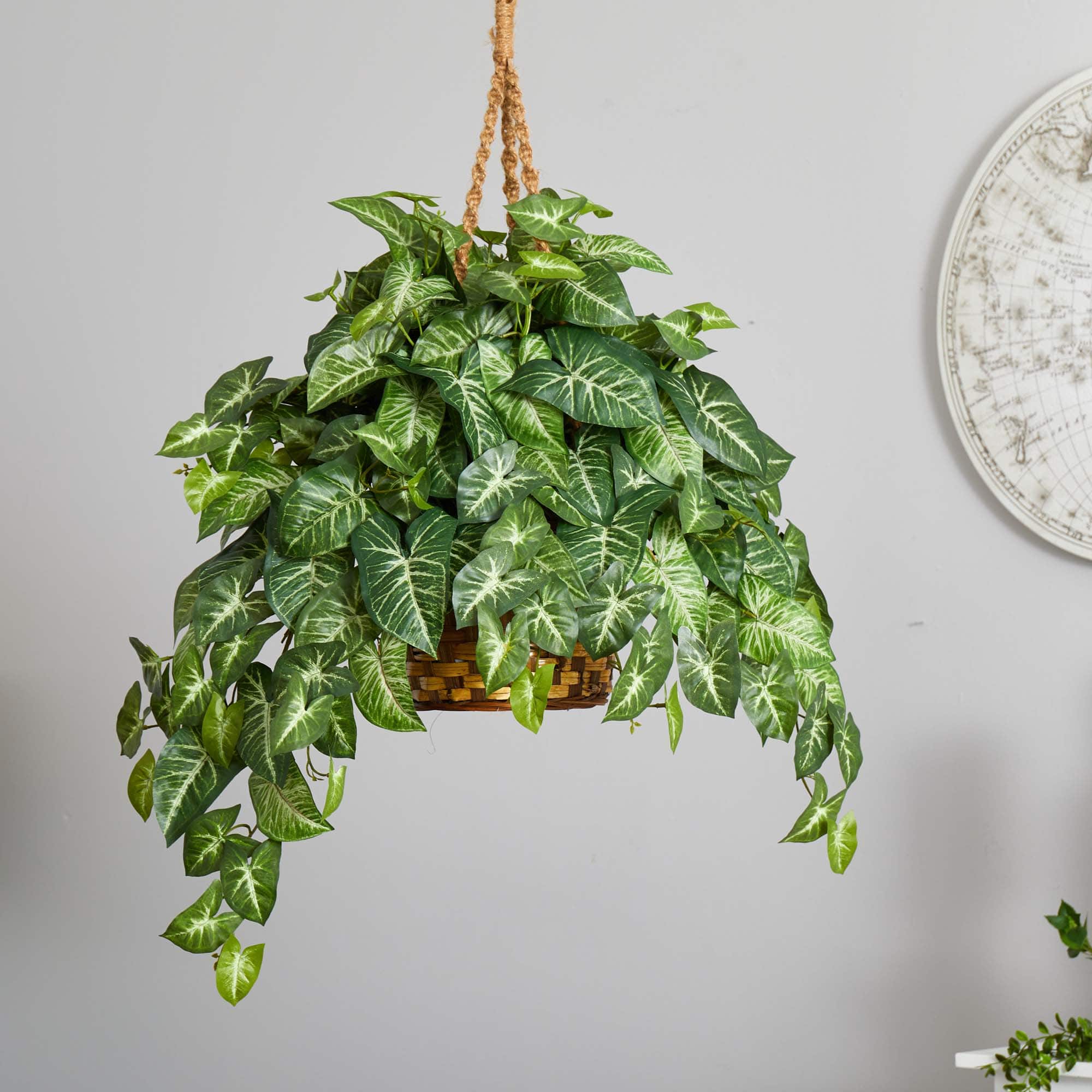 2ft. Arrowhead Plant Hanging Basket