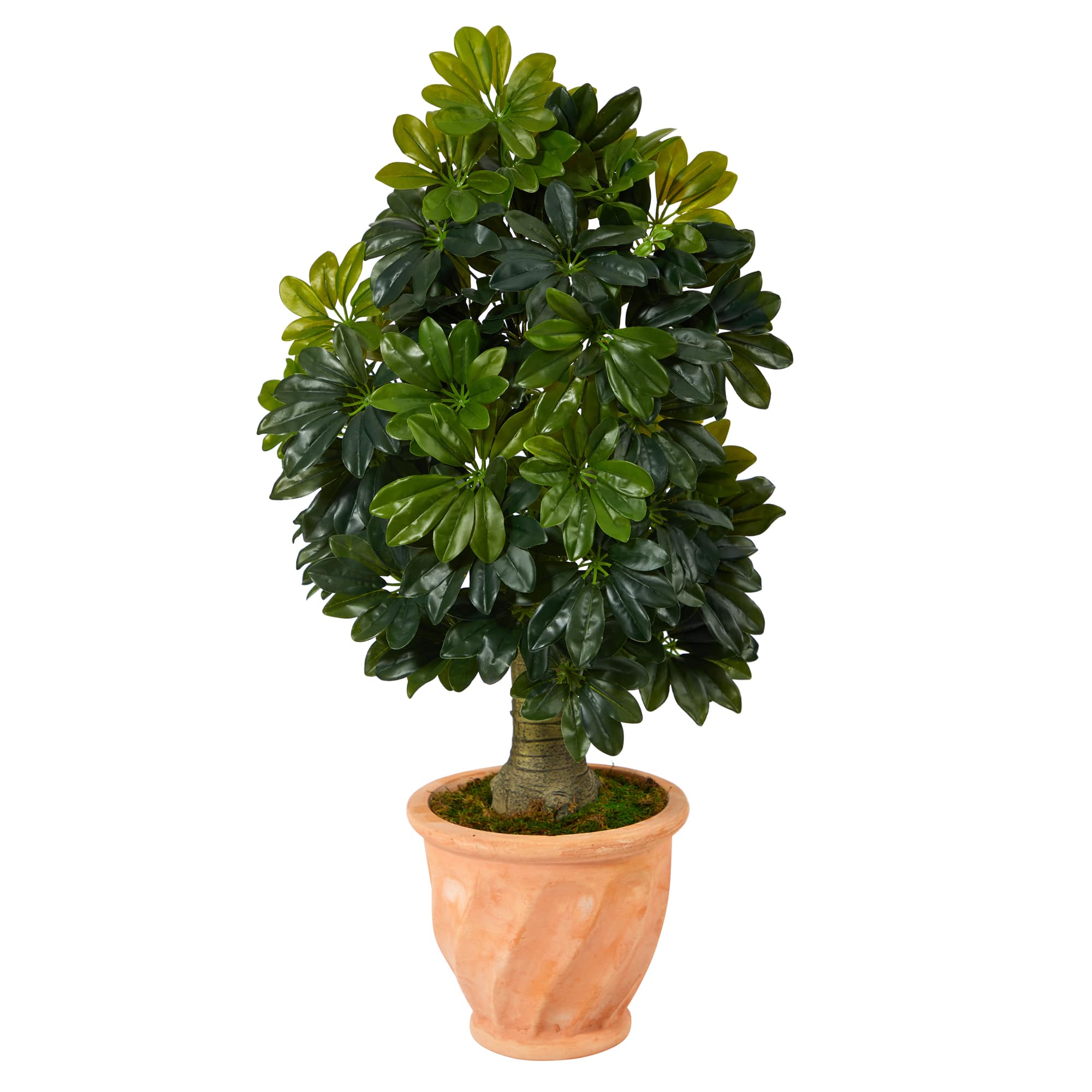 3.5ft. Umbrella Tree in Terra Cotta Planter Michaels