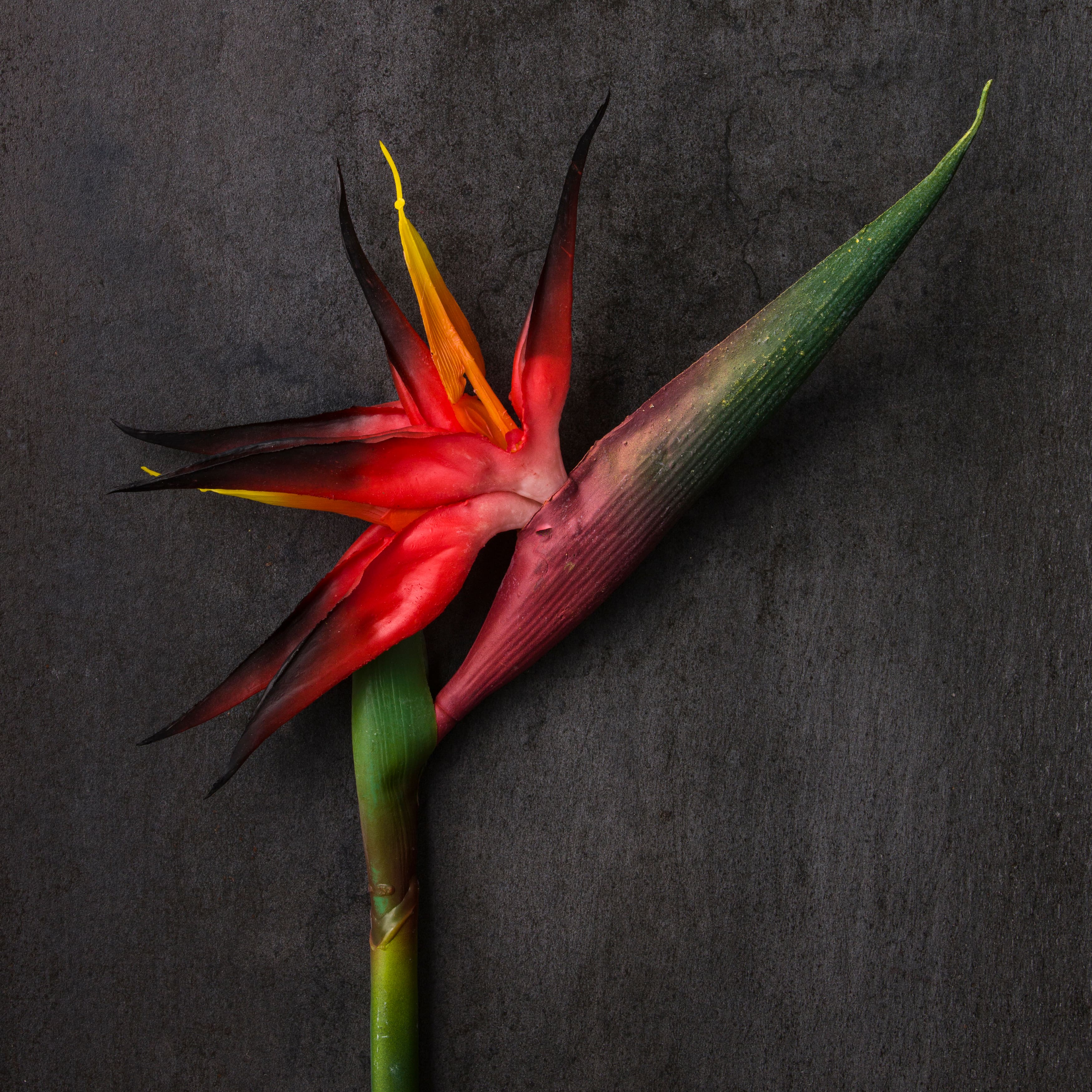 Tropical Bird of Paradise Stem by Ashland&#xAE;