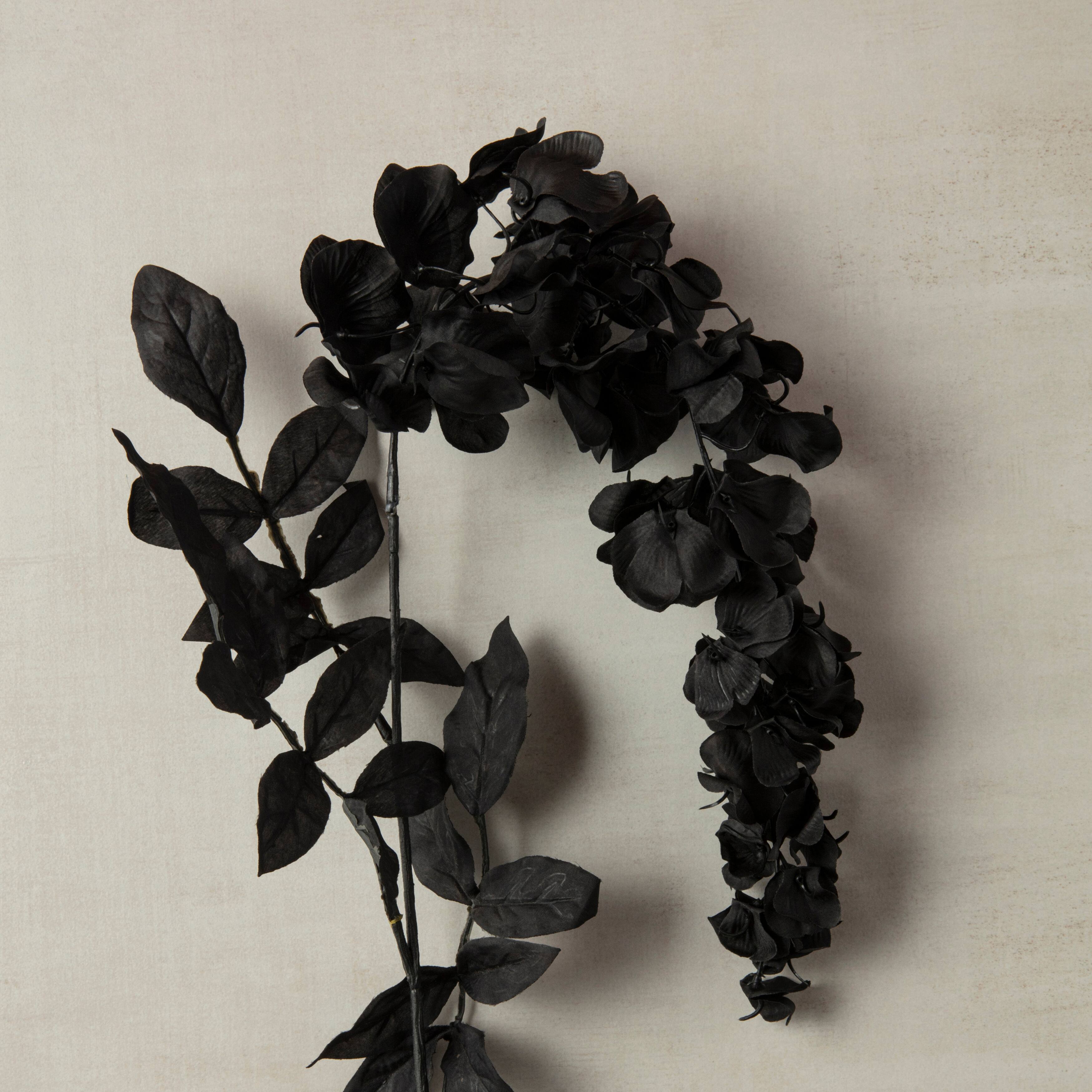 Tige de glycine noire d&#x27;Ashland