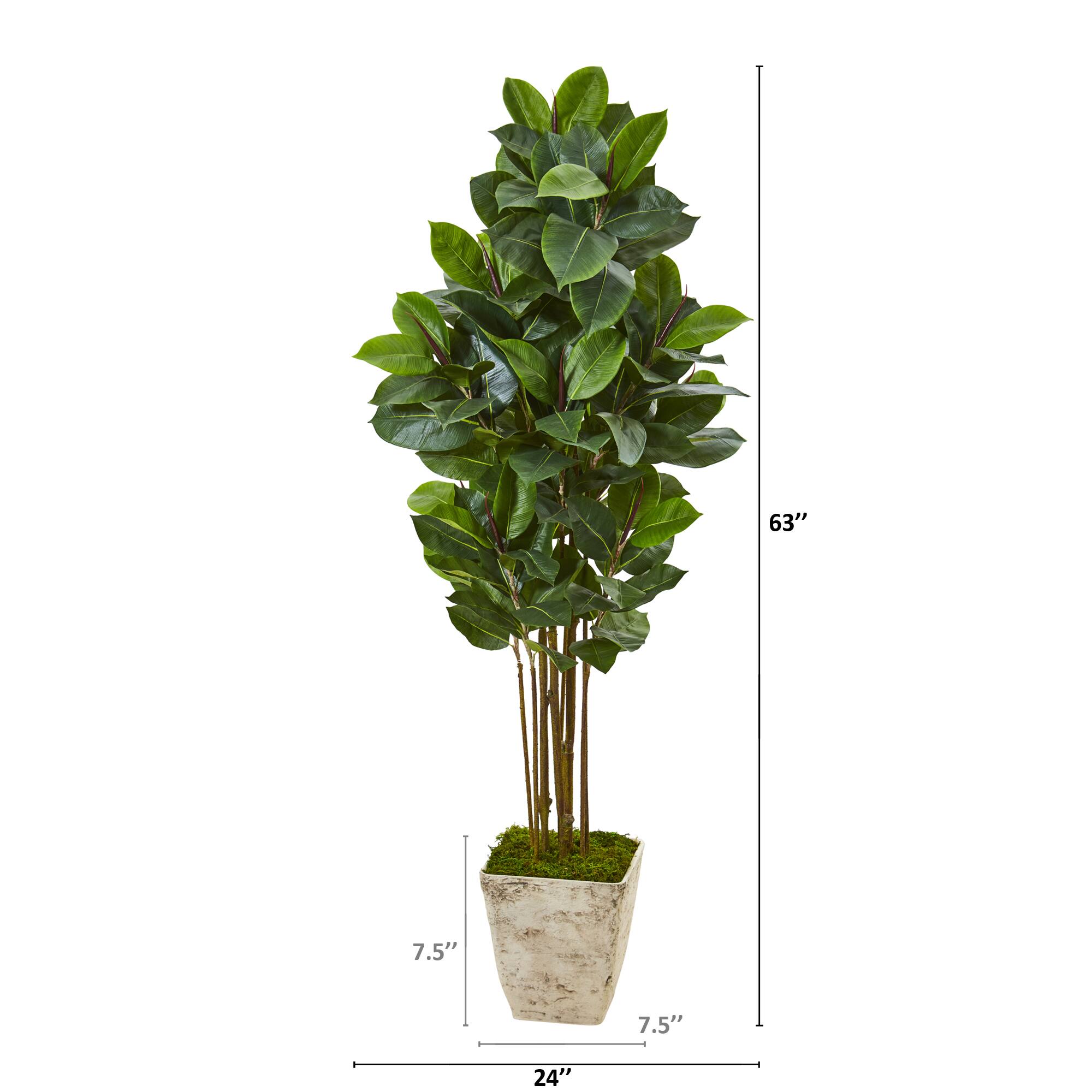 5.5ft. Rubber Tree in Country White Planter