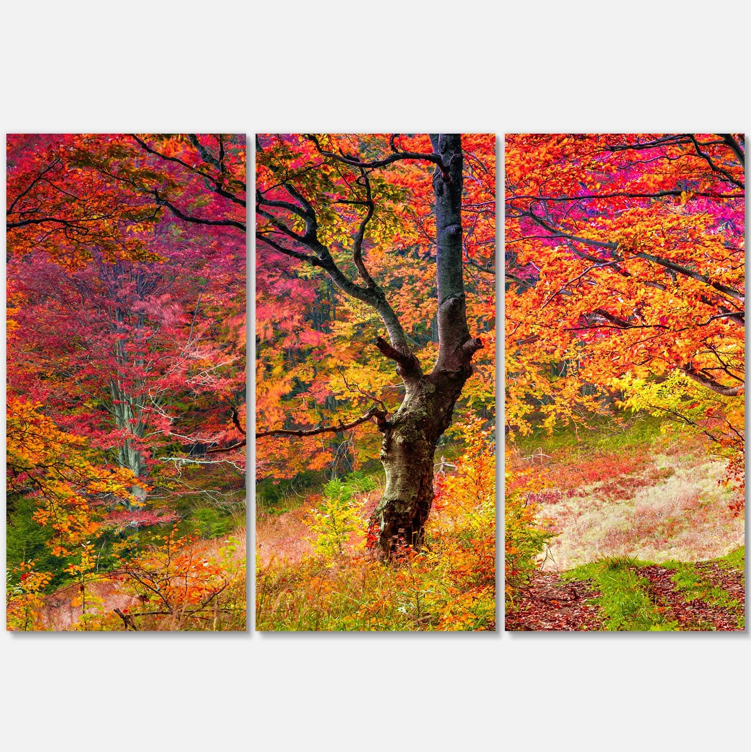 Designart - Bright Colorful Fall Trees in Forest - Large Landscape Canvas Art Print