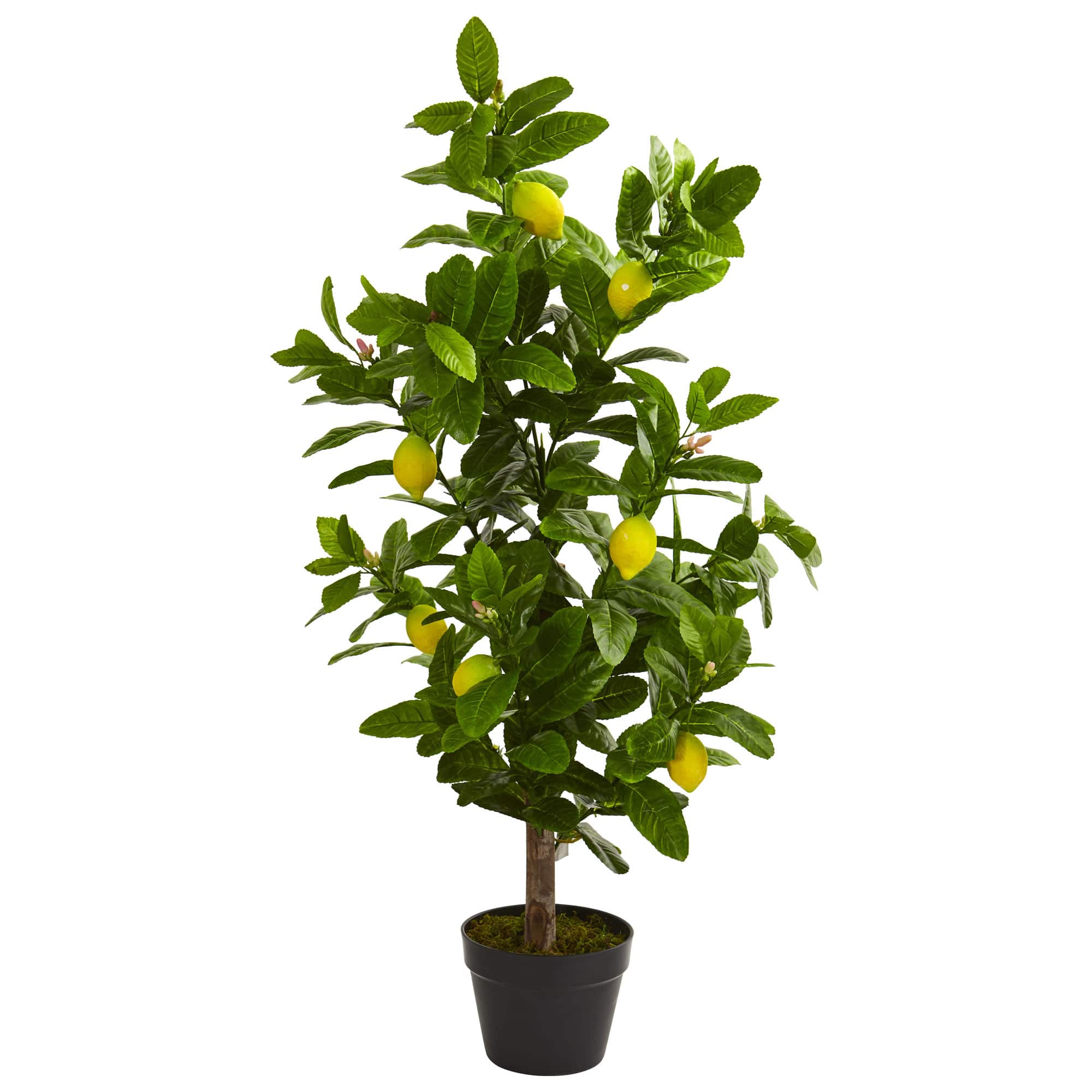 3ft. Potted Lemon Tree