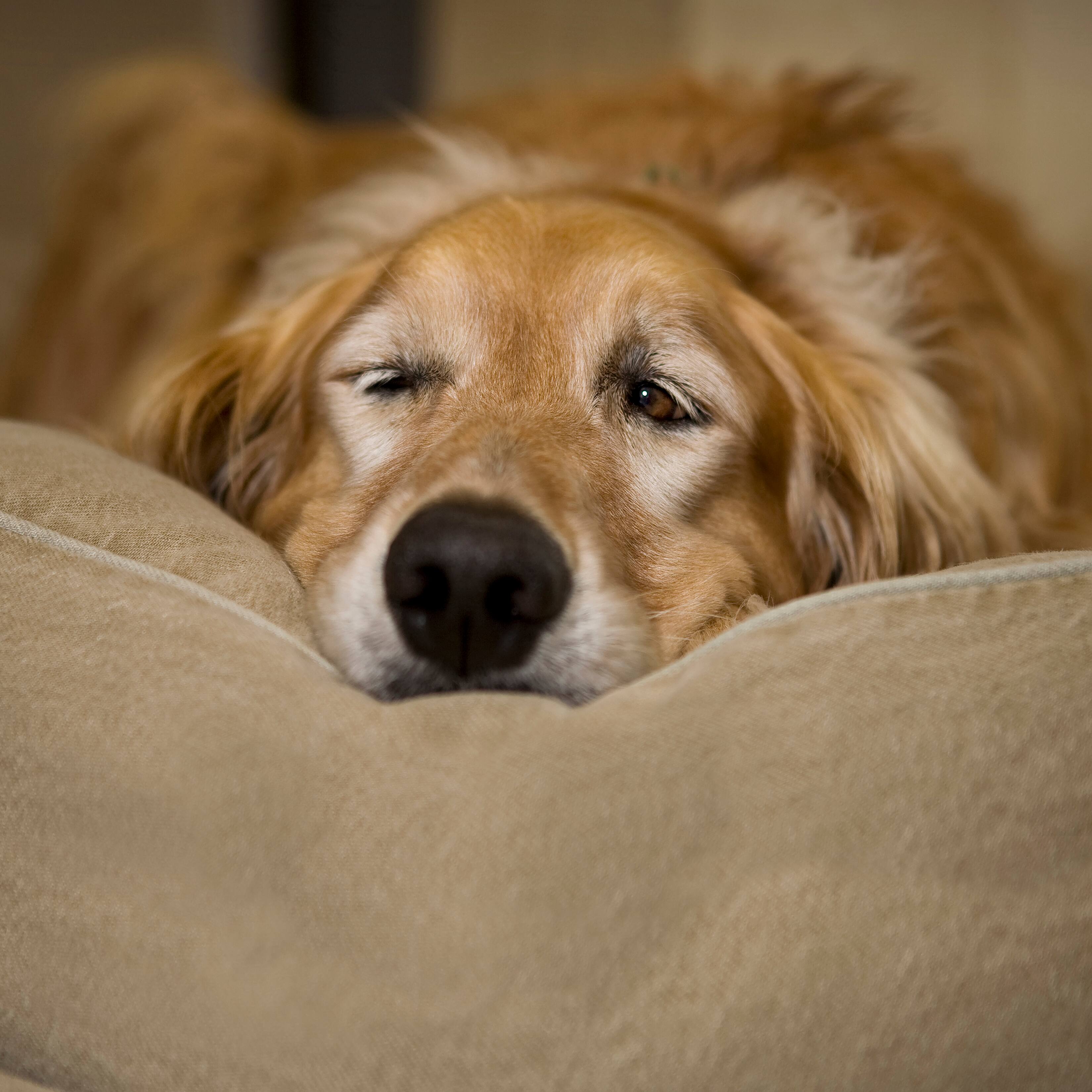 24 x 36 dog bed