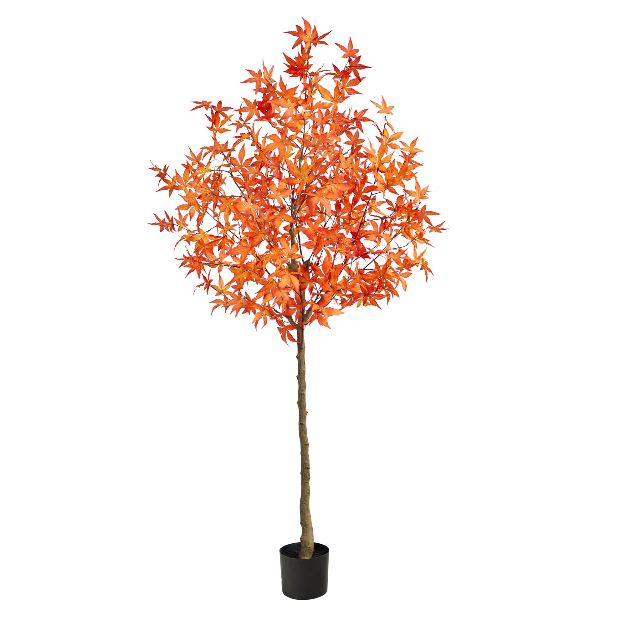 6ft. Potted Orange Autumn Maple Tree