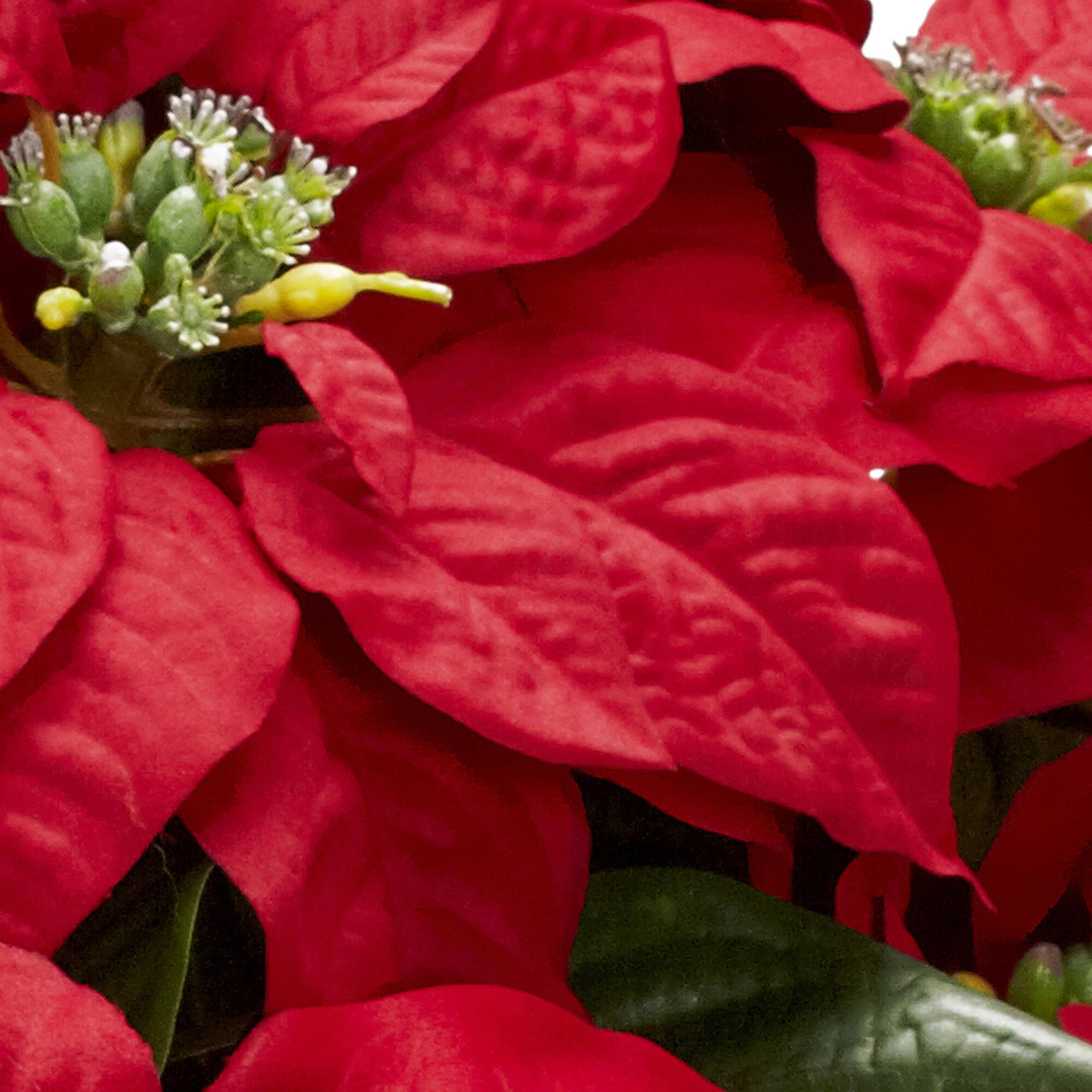 21" Potted Poinsettia with White Metal Planter Michaels