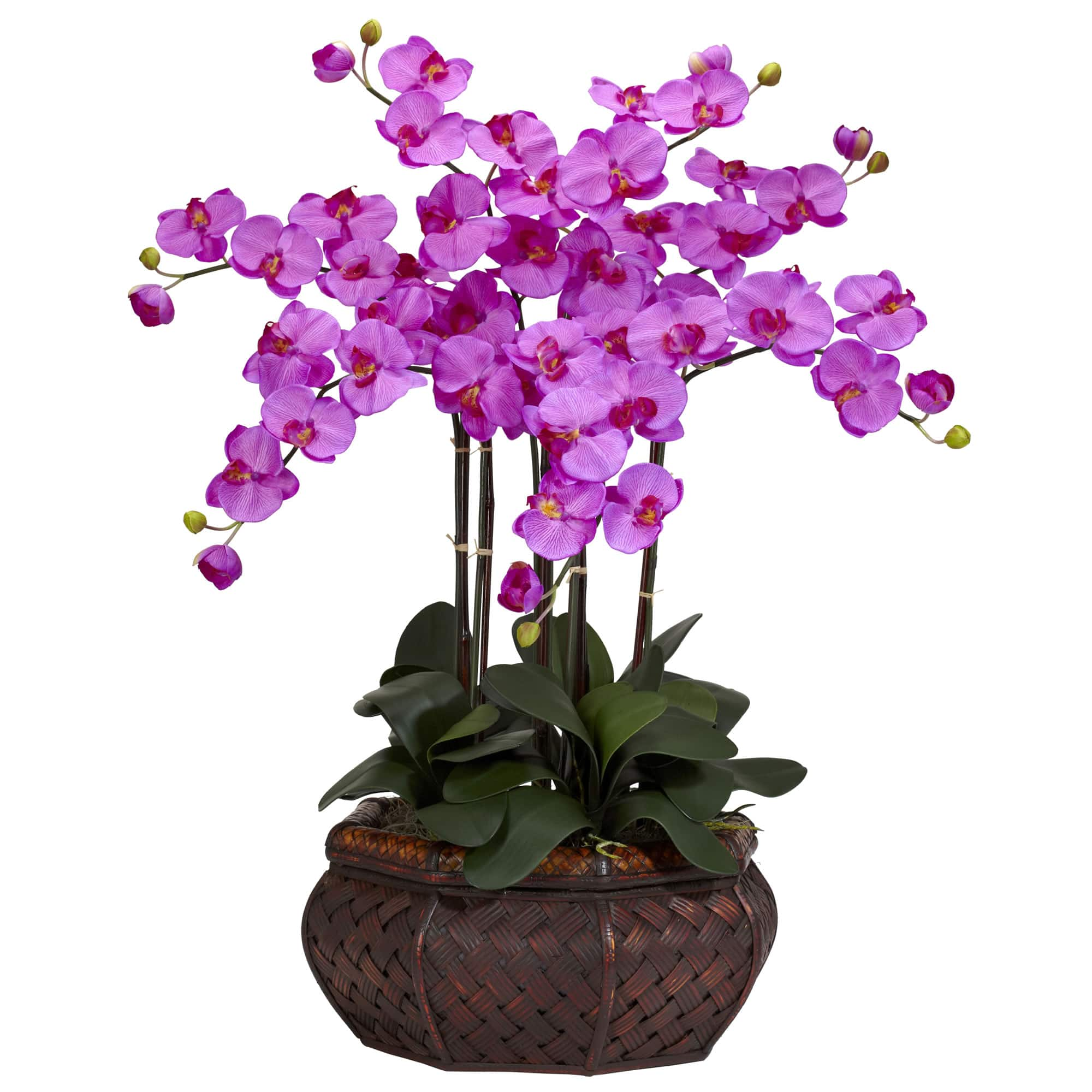 2.5ft. Potted Large Moth Orchid Arrangement, Purple