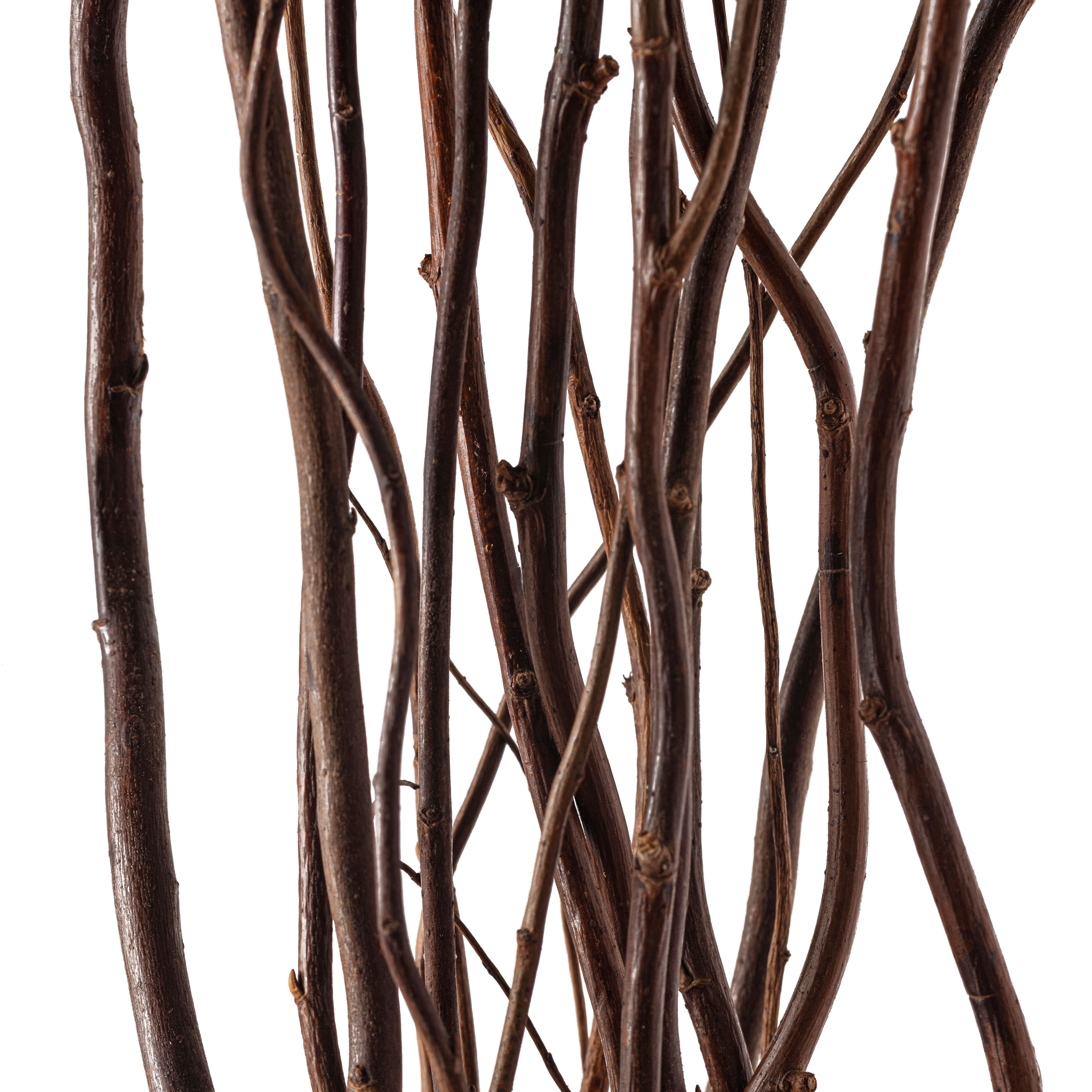 Natural Tall Curly Willow by Ashland®