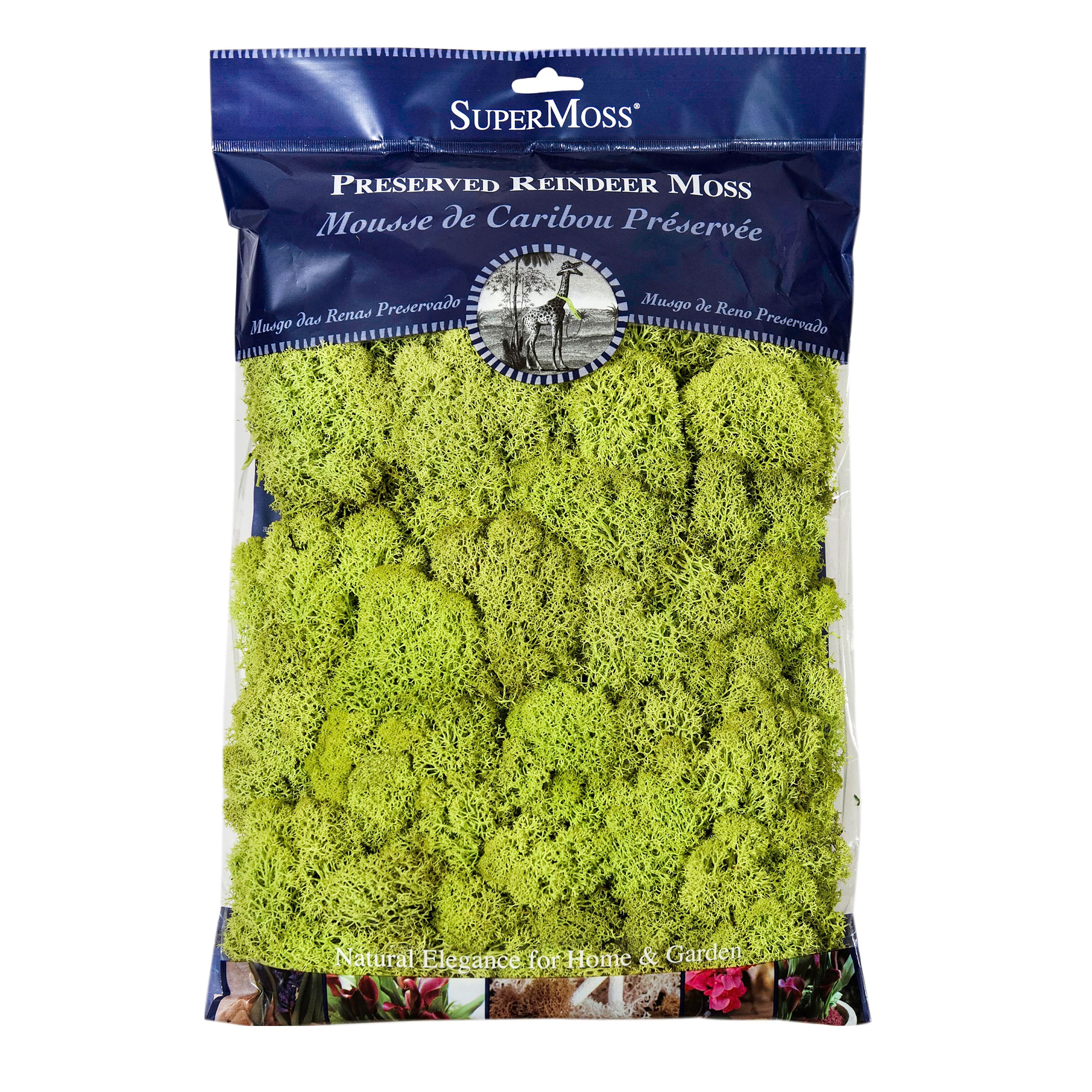 12 Pack: SuperMoss® Preserved Reindeer Moss, 8oz.