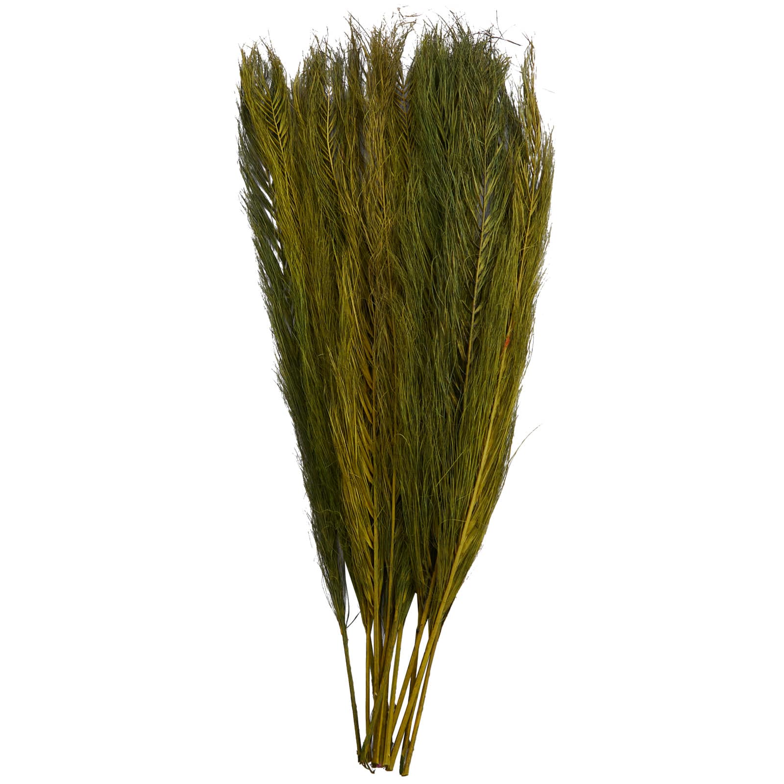 35&#x22; Natural Dried Palm Leaf Bundle with Feather-Inspired Stems