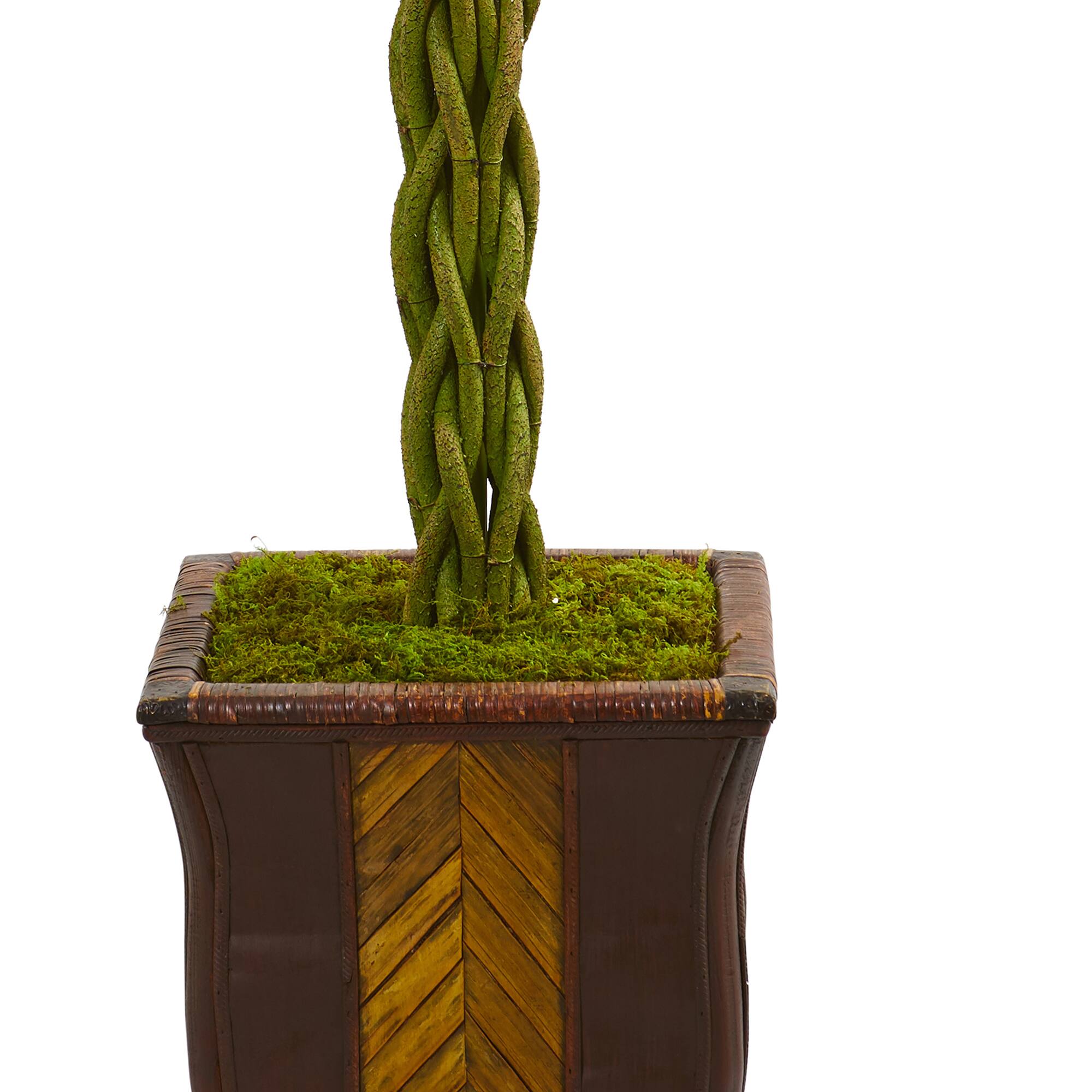 6ft. Braided Ficus Tree in Decorative Planter