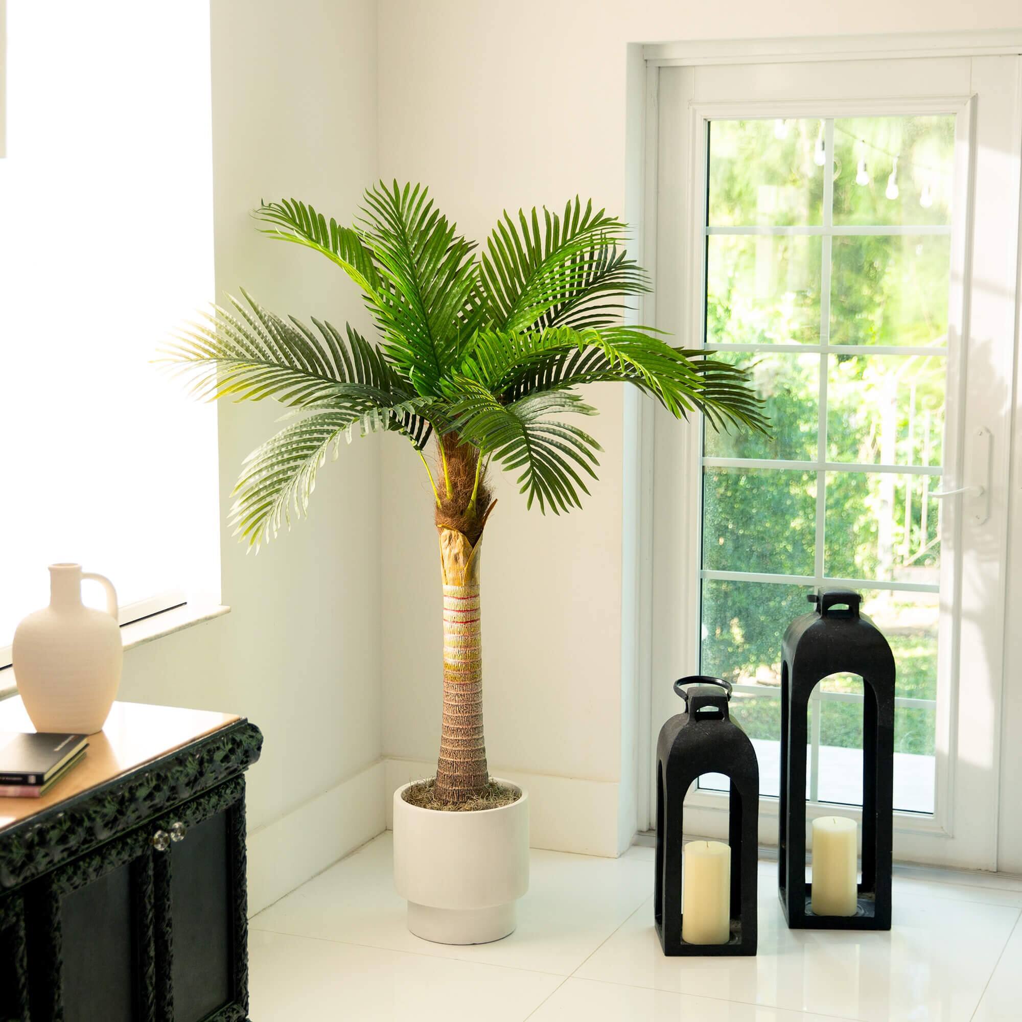 5ft. Potted Coconut Palm Tree