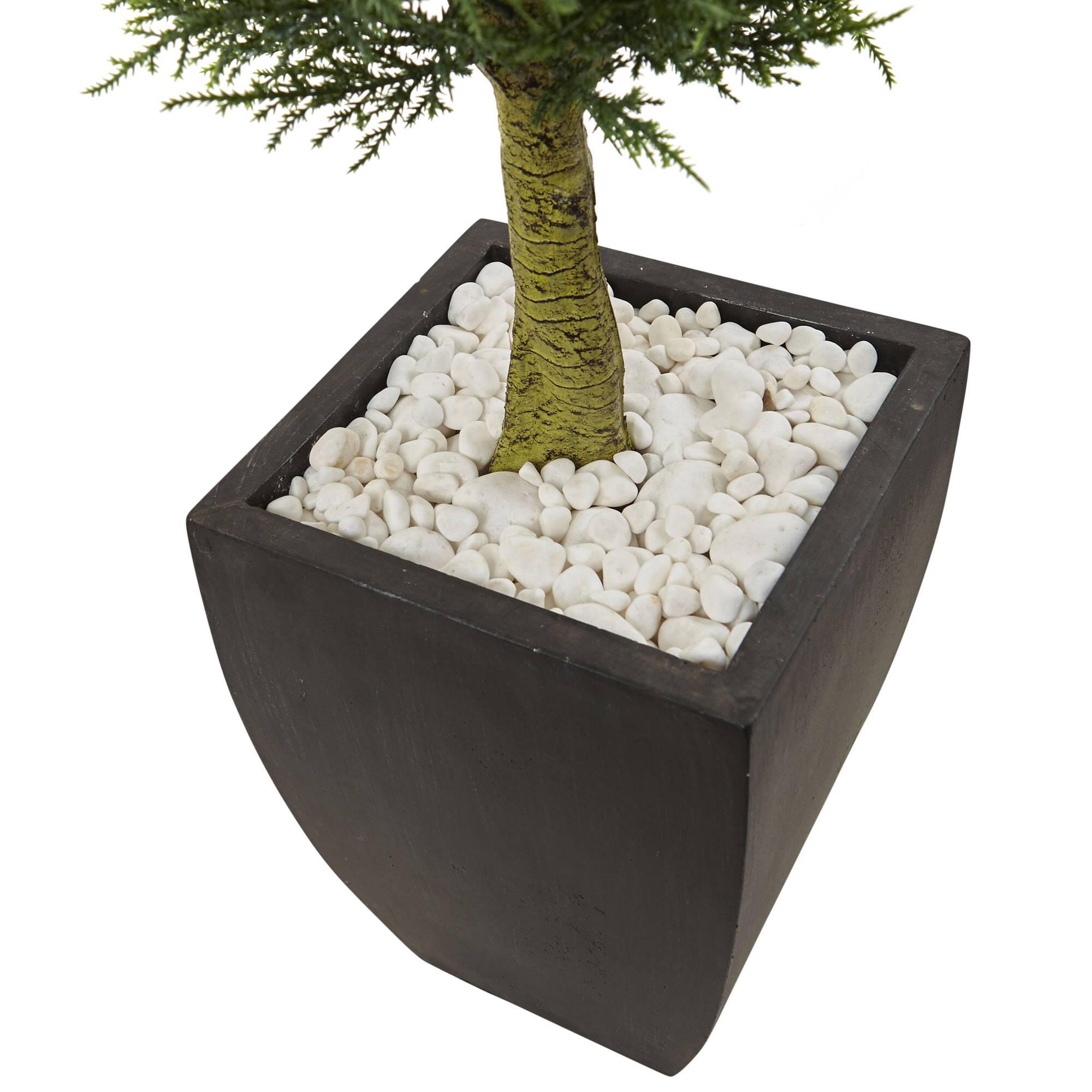 4.5ft. Cypress Topiary in Black Planter