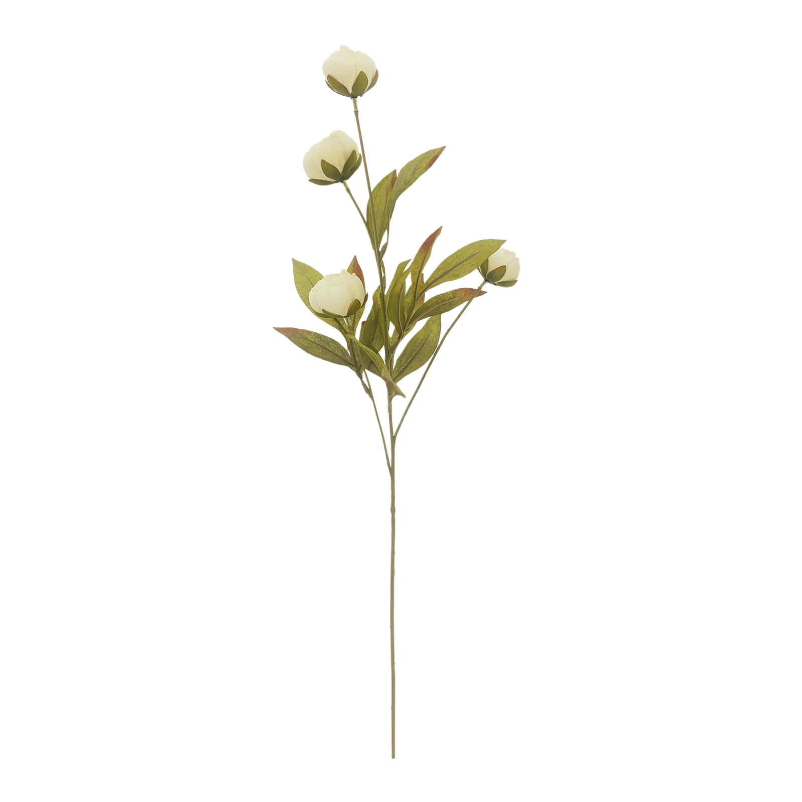 Cream Multi-Stem Dry Peony by Ashland&#xAE;