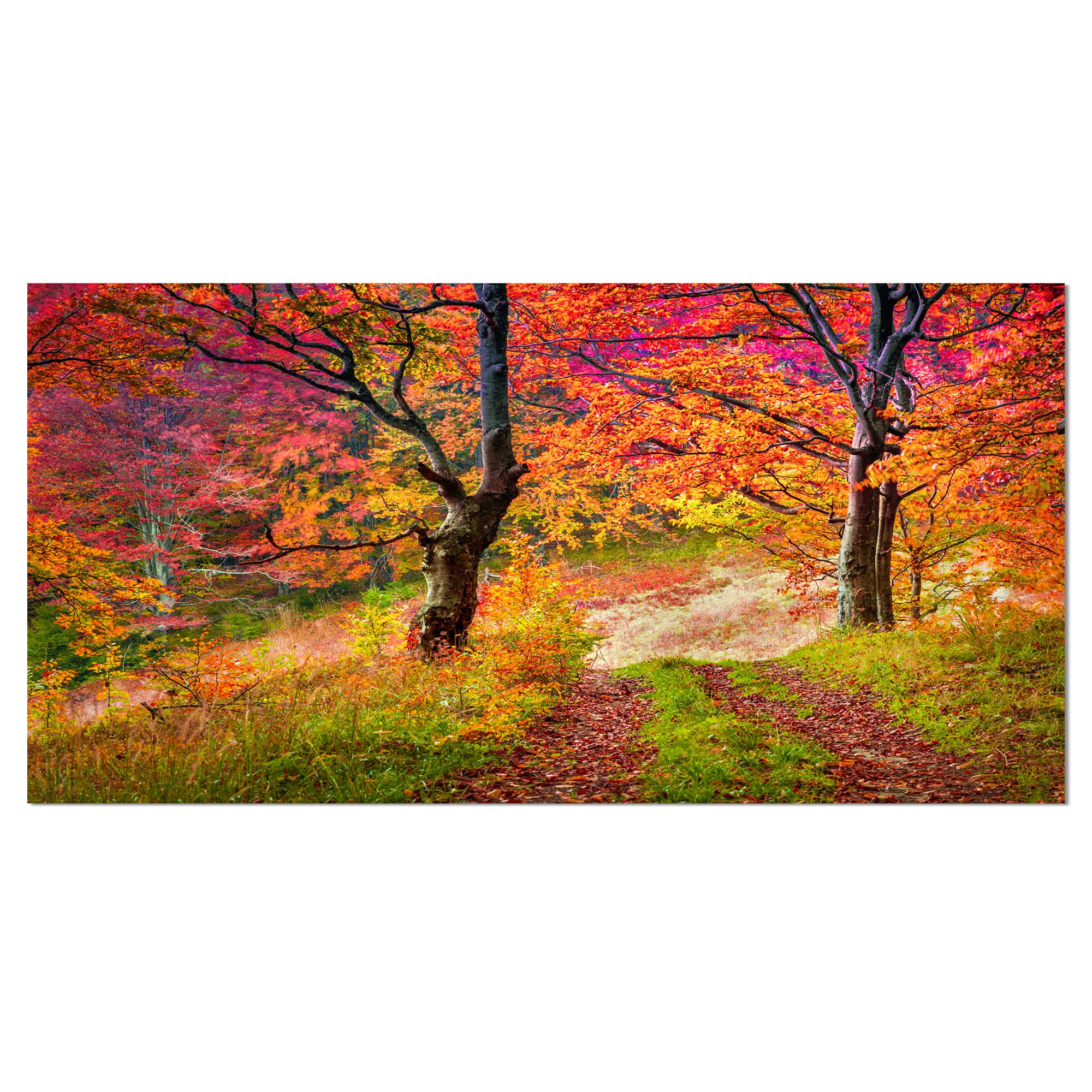 Designart - Bright Colorful Fall Trees in Forest - Large Landscape Canvas Art Print