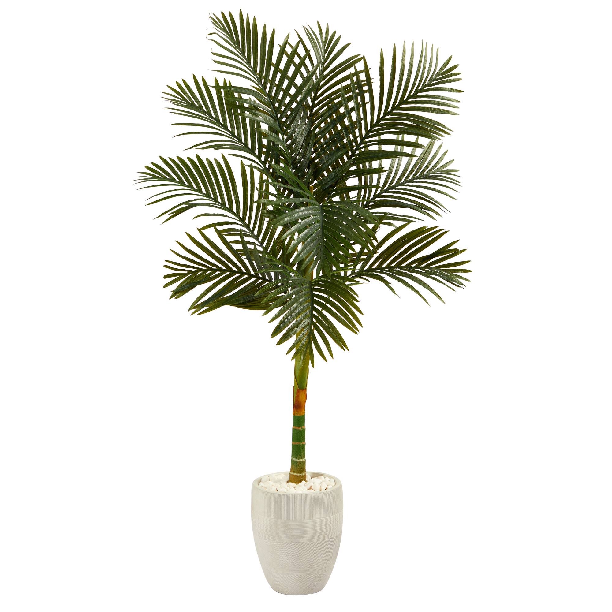 5ft. Golden Cane Palm Tree in White Planter