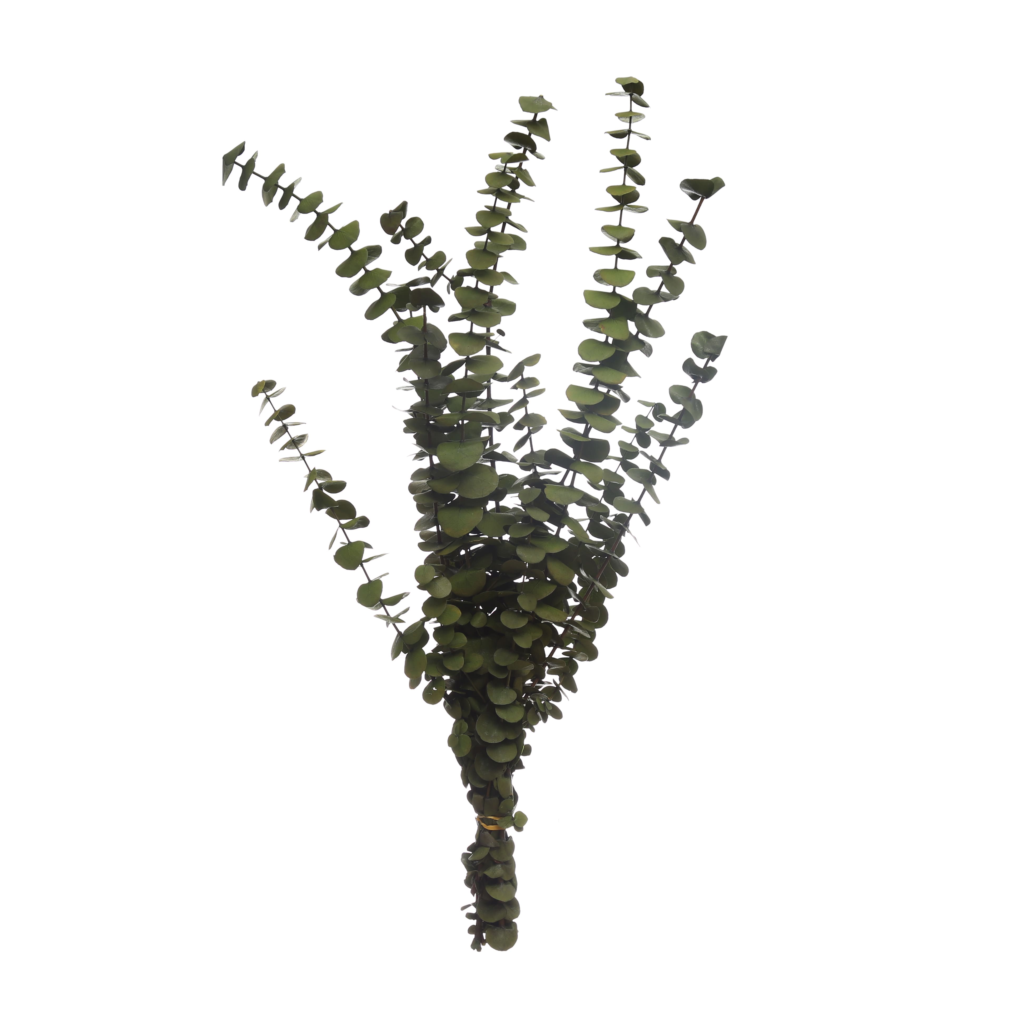 Kelly Green Dried Eucalyptus Bundle by Ashland®