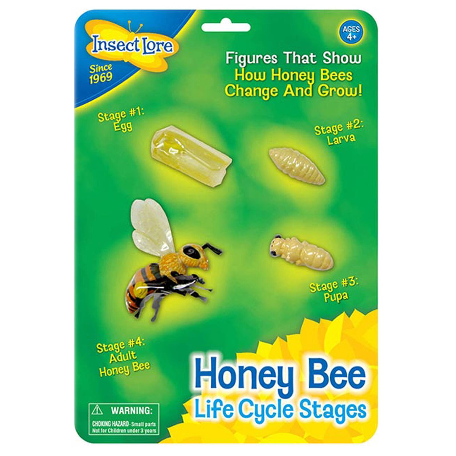 Honey Bee Life Cycle Stages Set | Life Science | Michaels